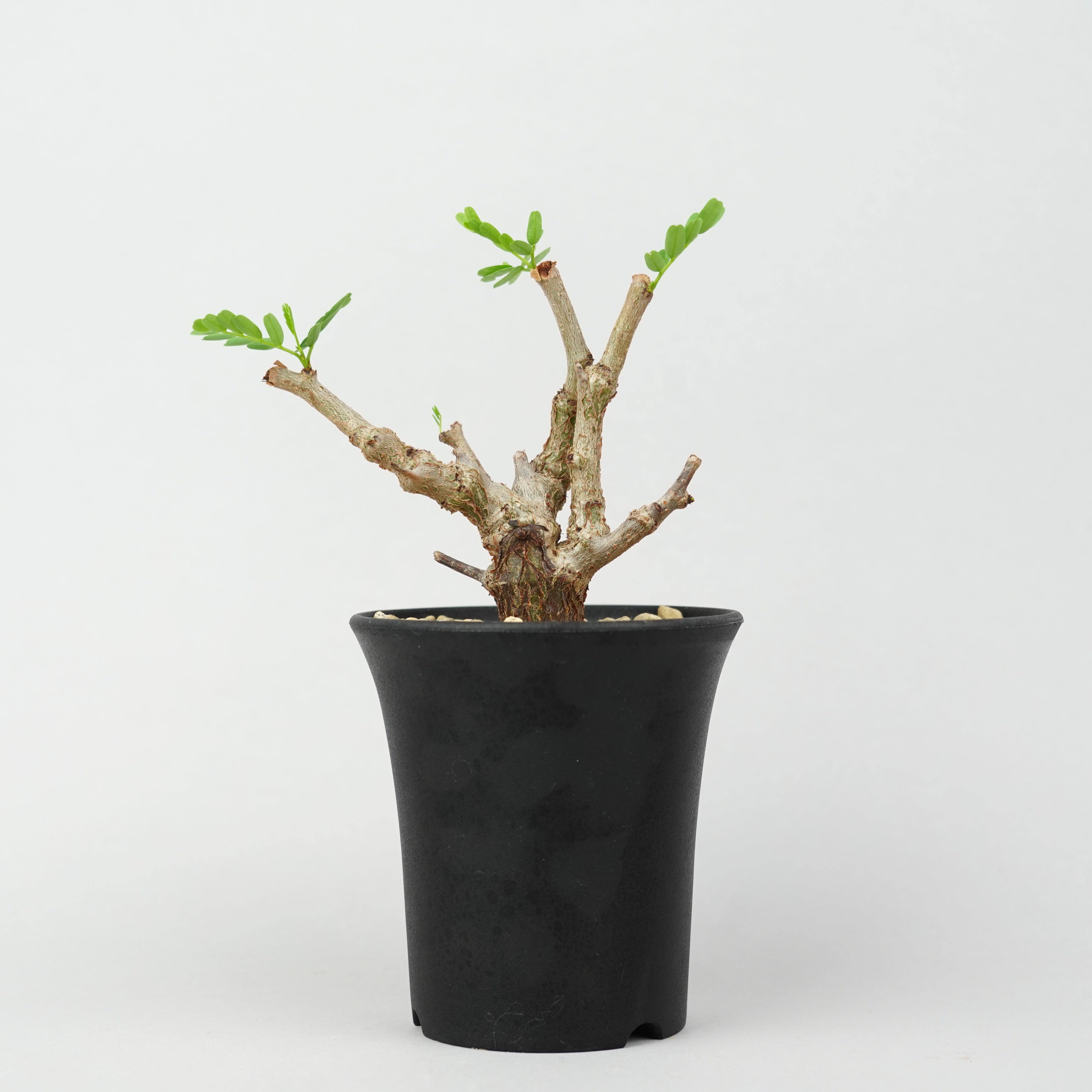 植物/灌木/センナメリディオナリス – Hachi-8