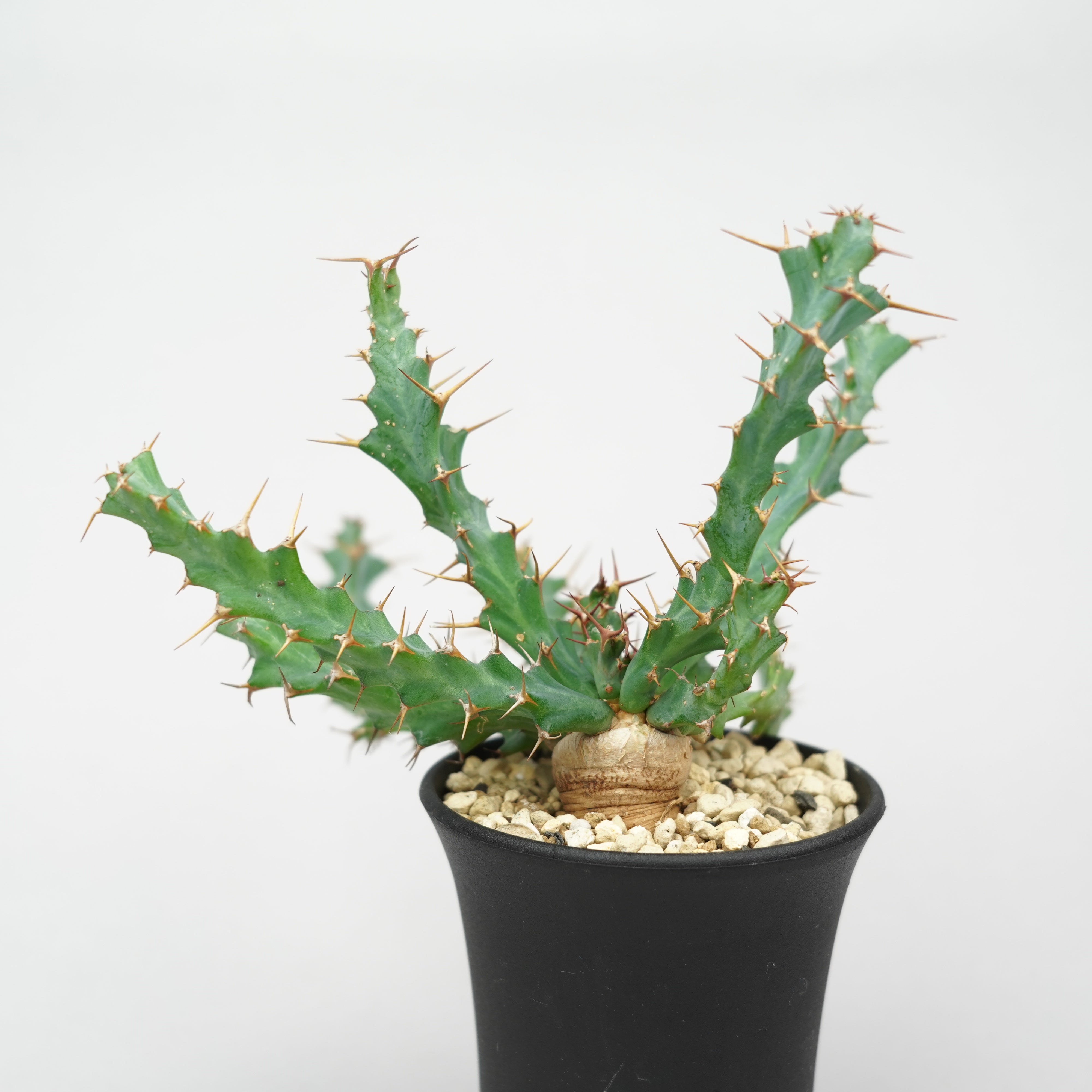 ユーフォルビア・クラビゲラ 「Euphorbia Clavigera」/EU0505 – Hachi-8