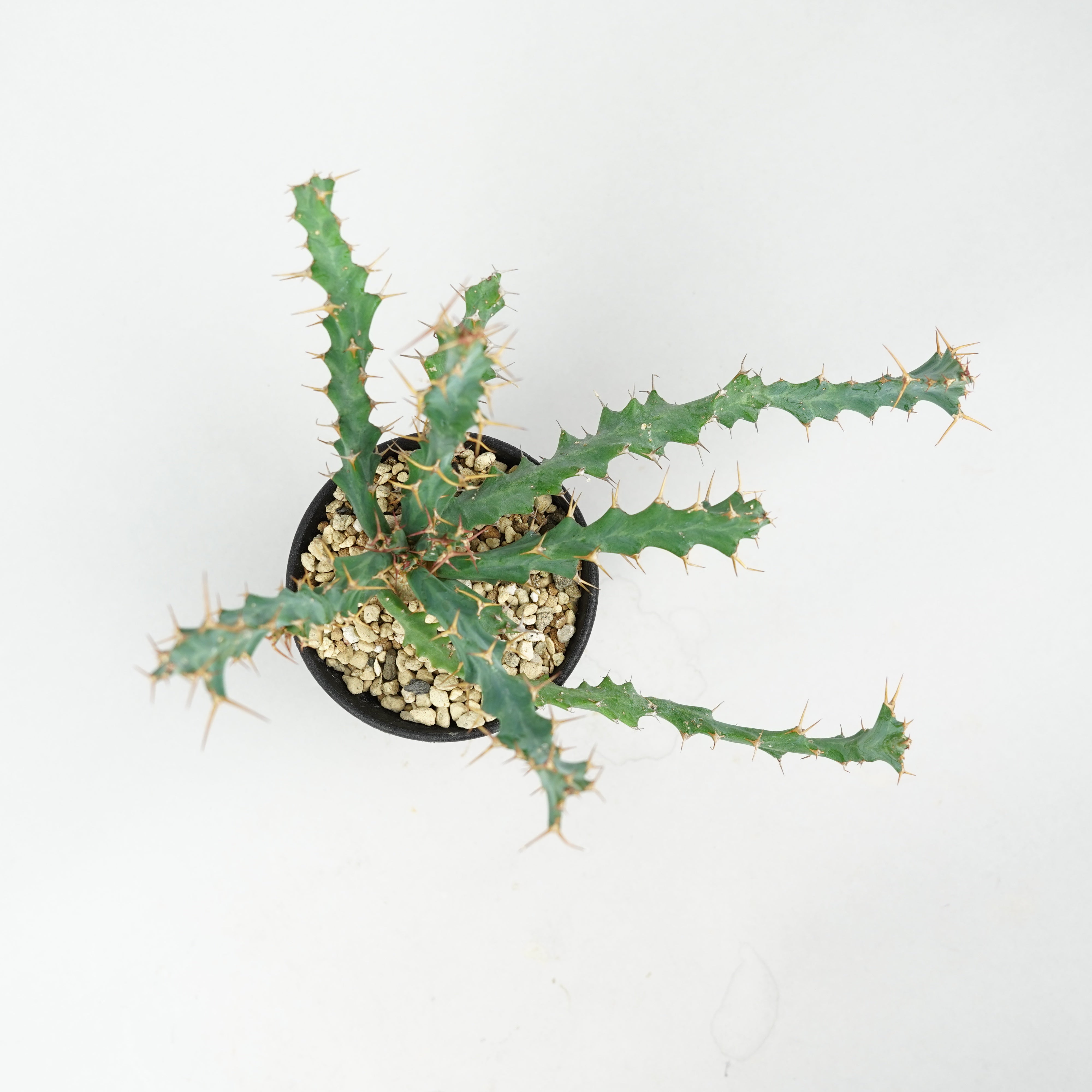 ユーフォルビア・クラビゲラ 「Euphorbia Clavigera」/EU0505 – Hachi-8