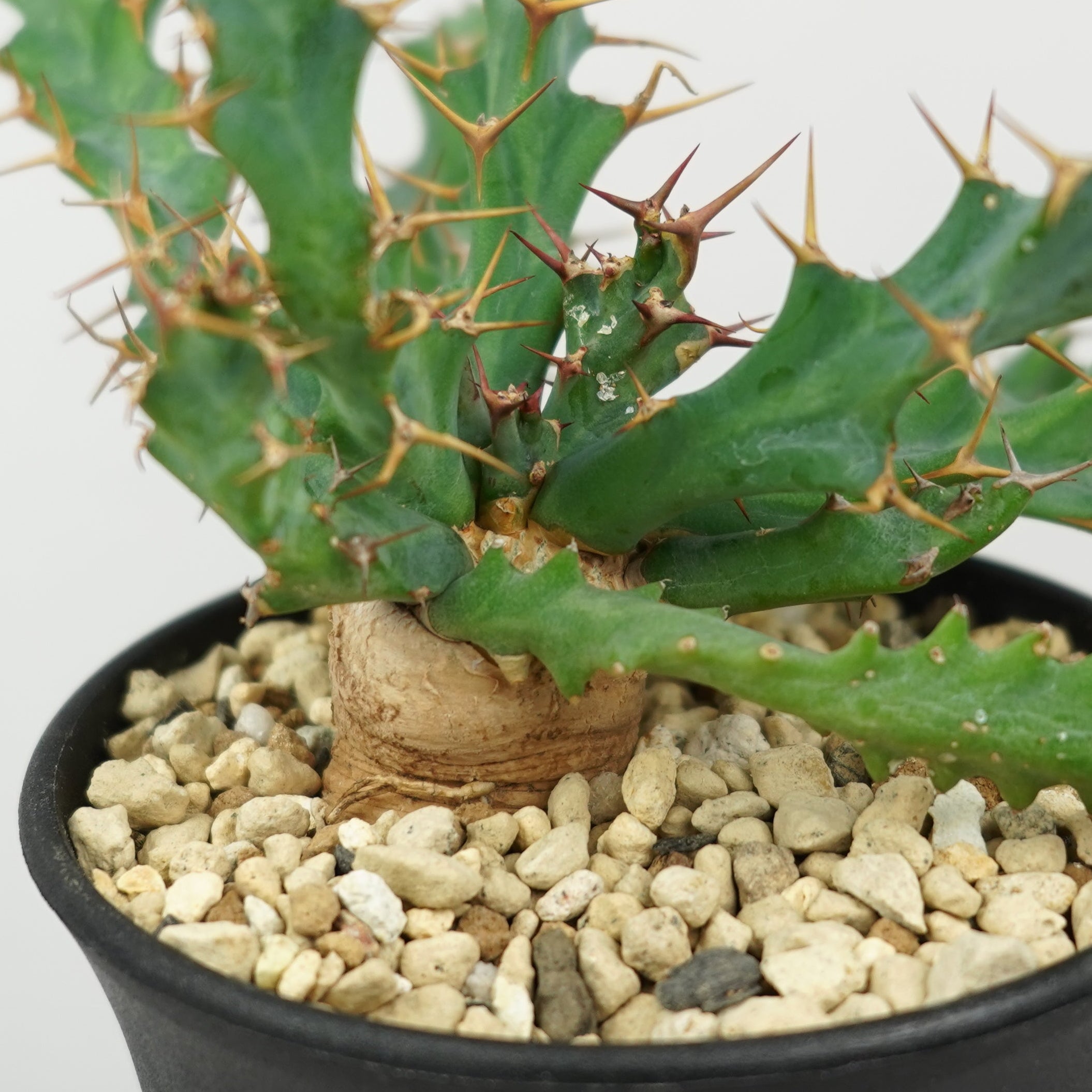 ユーフォルビア・クラビゲラ 「Euphorbia Clavigera」/EU0505 – Hachi-8