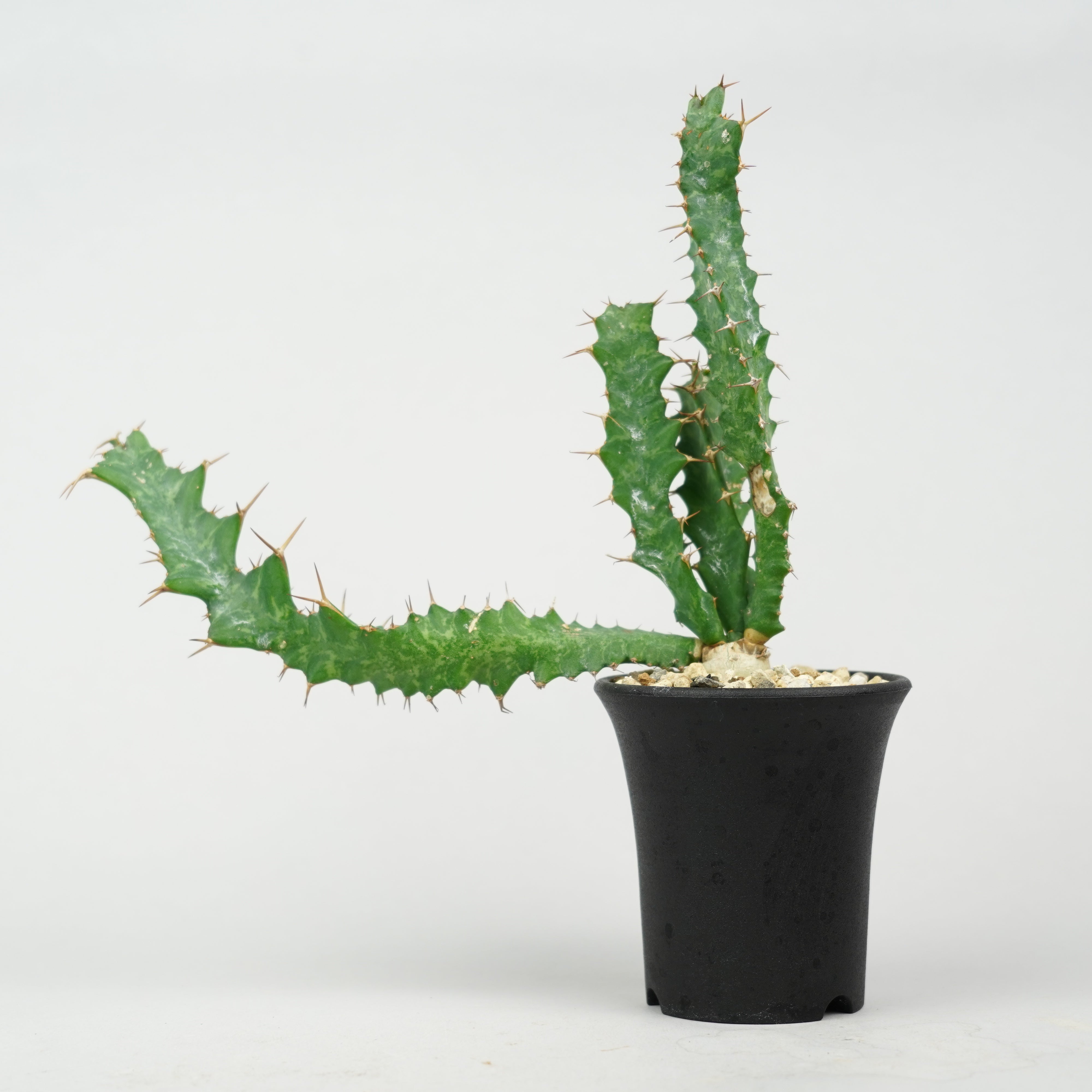 ユーフォルビア・クラビゲラ 「Euphorbia Clavigera」/EU0521 – Hachi-8