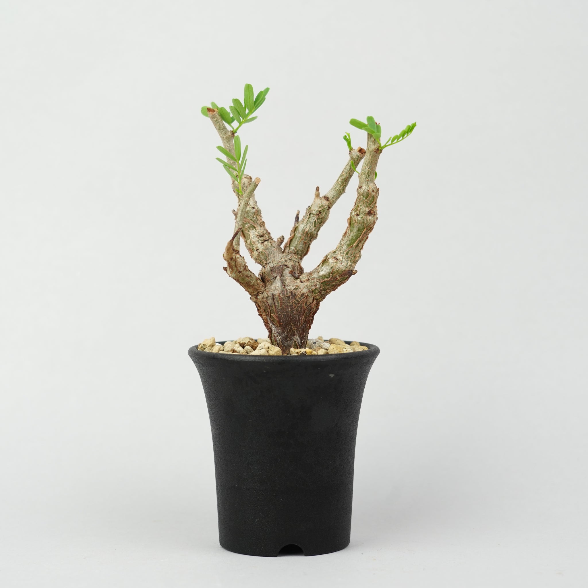 センナ メリディオナリス 美株 灌木 植物/灌木/センナメリディオナリス – Hachi-8