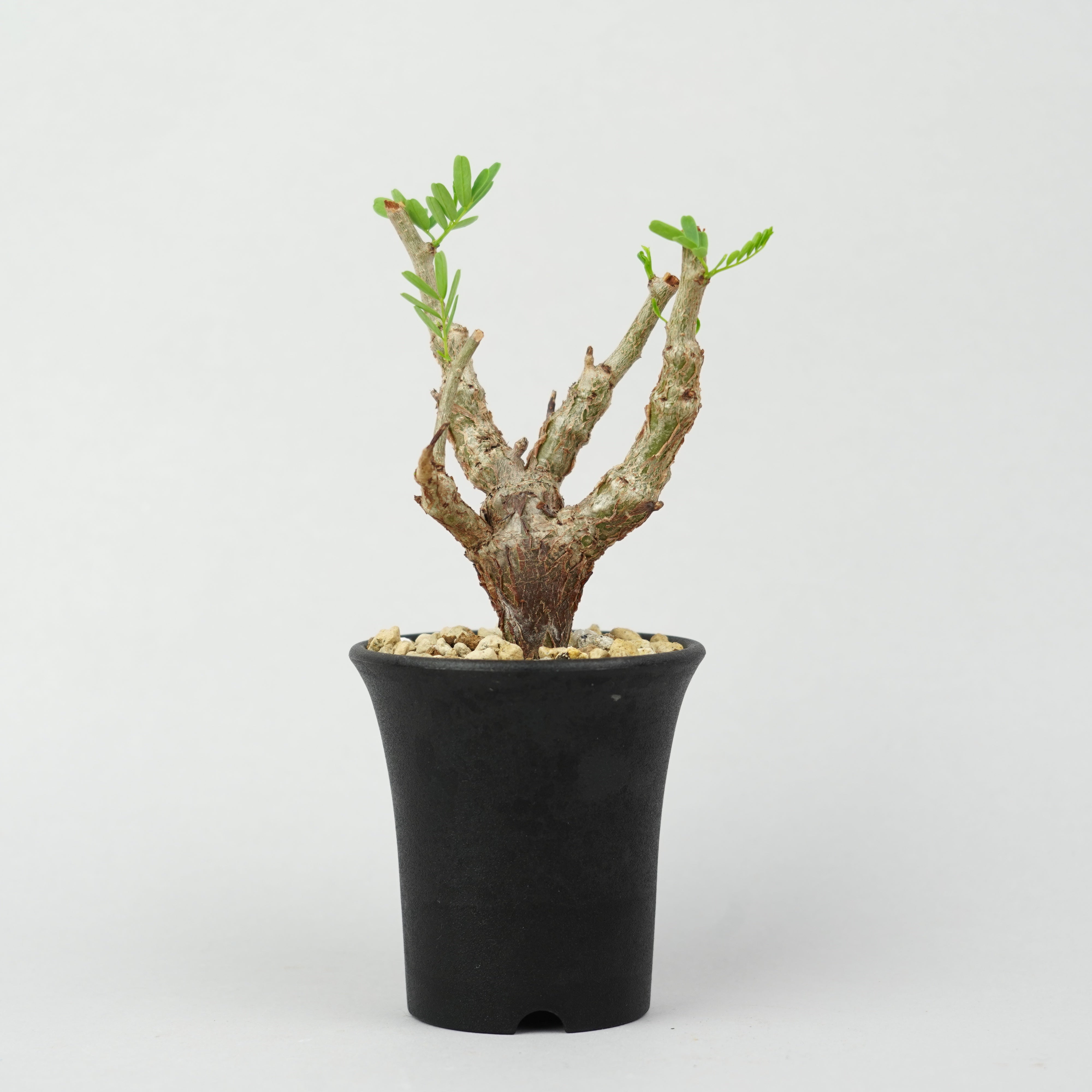 植物/灌木/センナメリディオナリス – Hachi-8