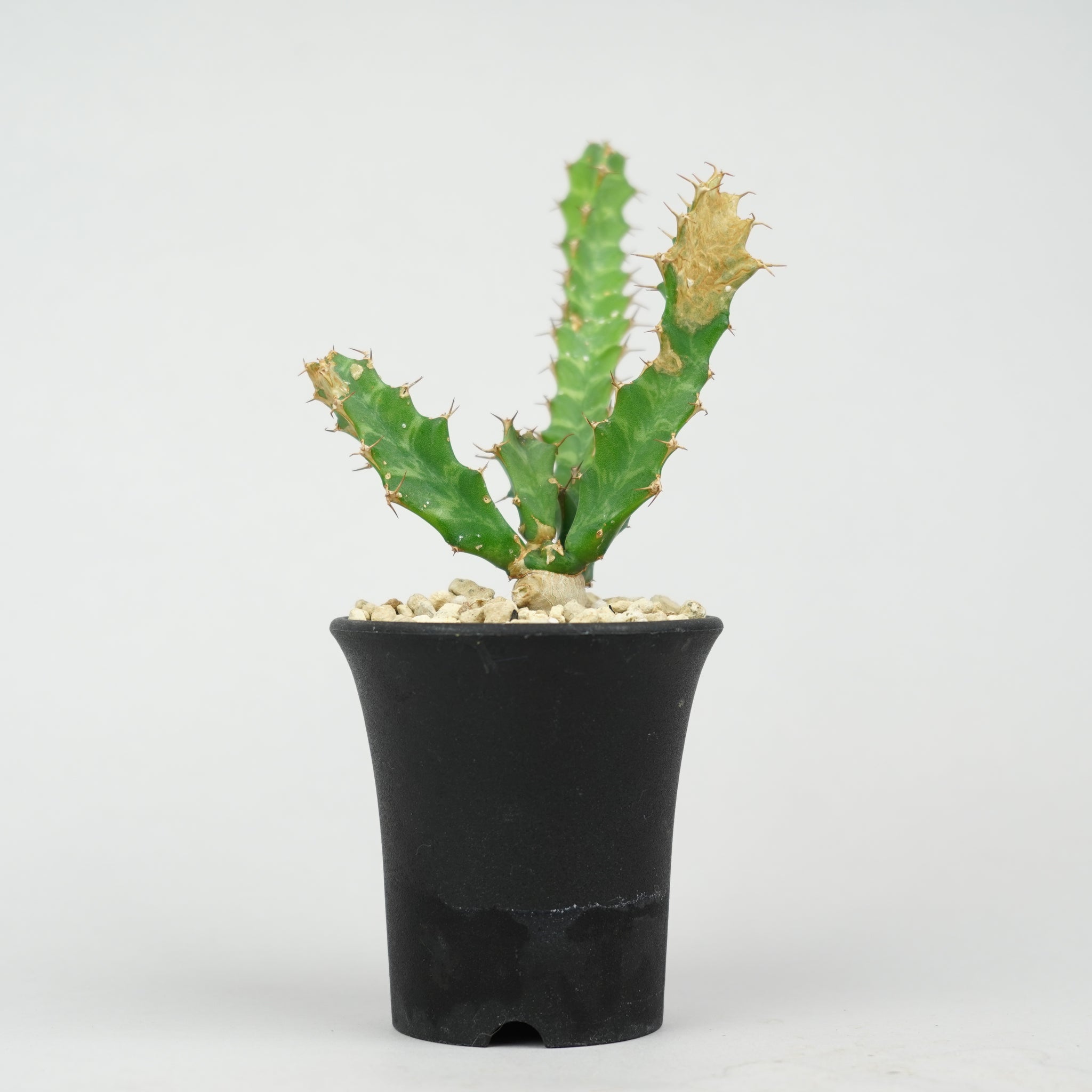 ユーフォルビア・クラビゲラ 「Euphorbia Clavigera」/EU0512