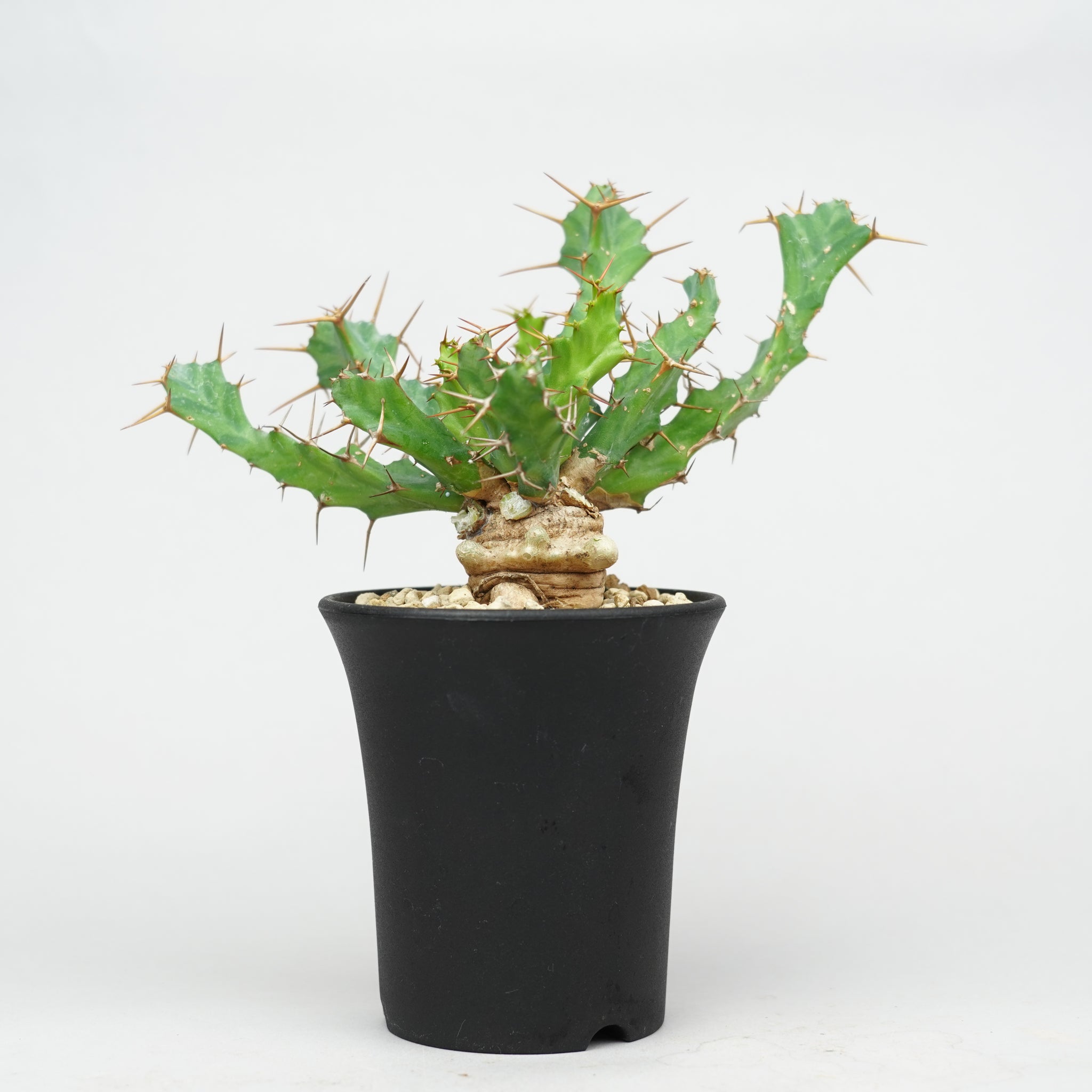 ユーフォルビア・クラビゲラ 「Euphorbia Clavigera」/EU0506