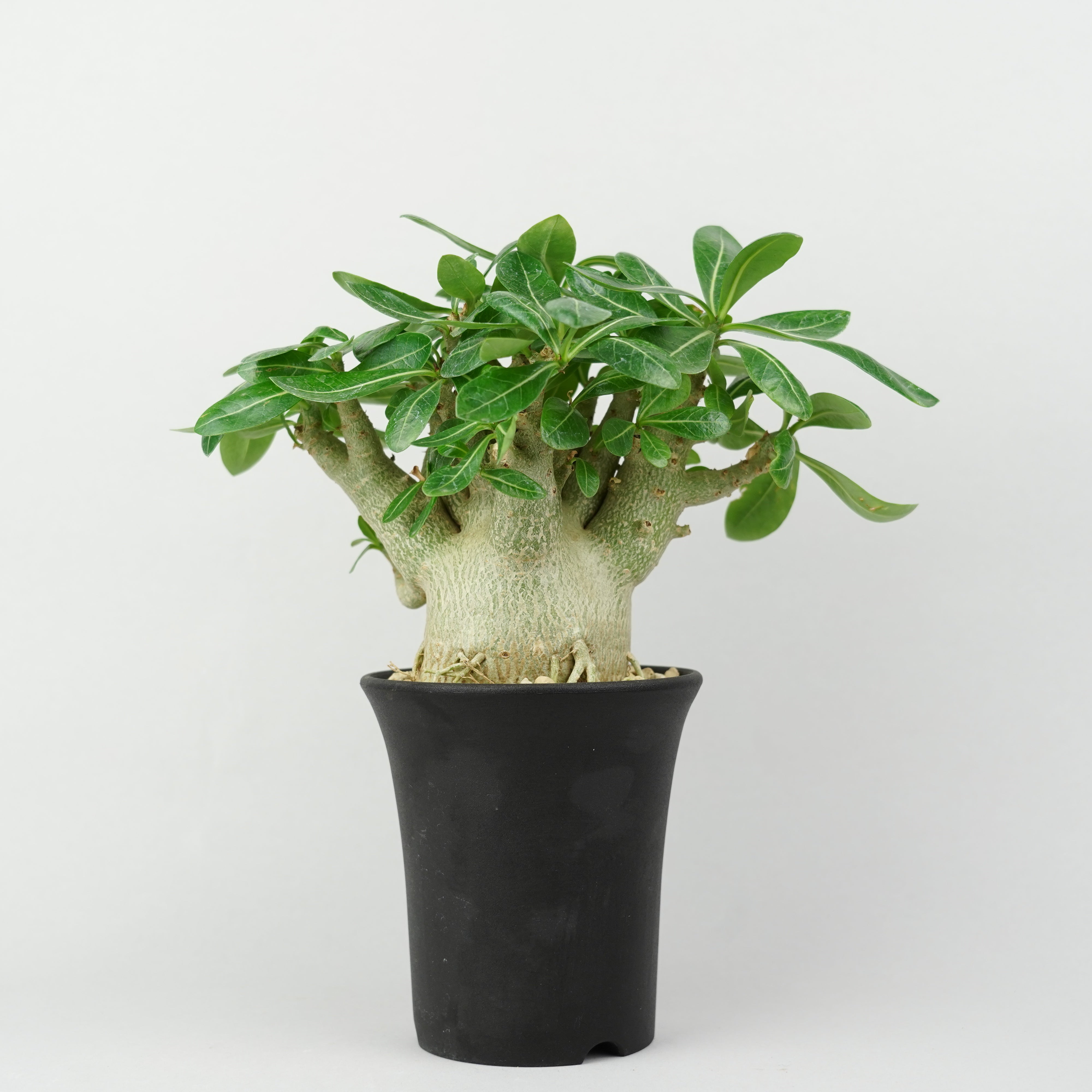 植物/アデニウム/ドワーフ – Hachi-8