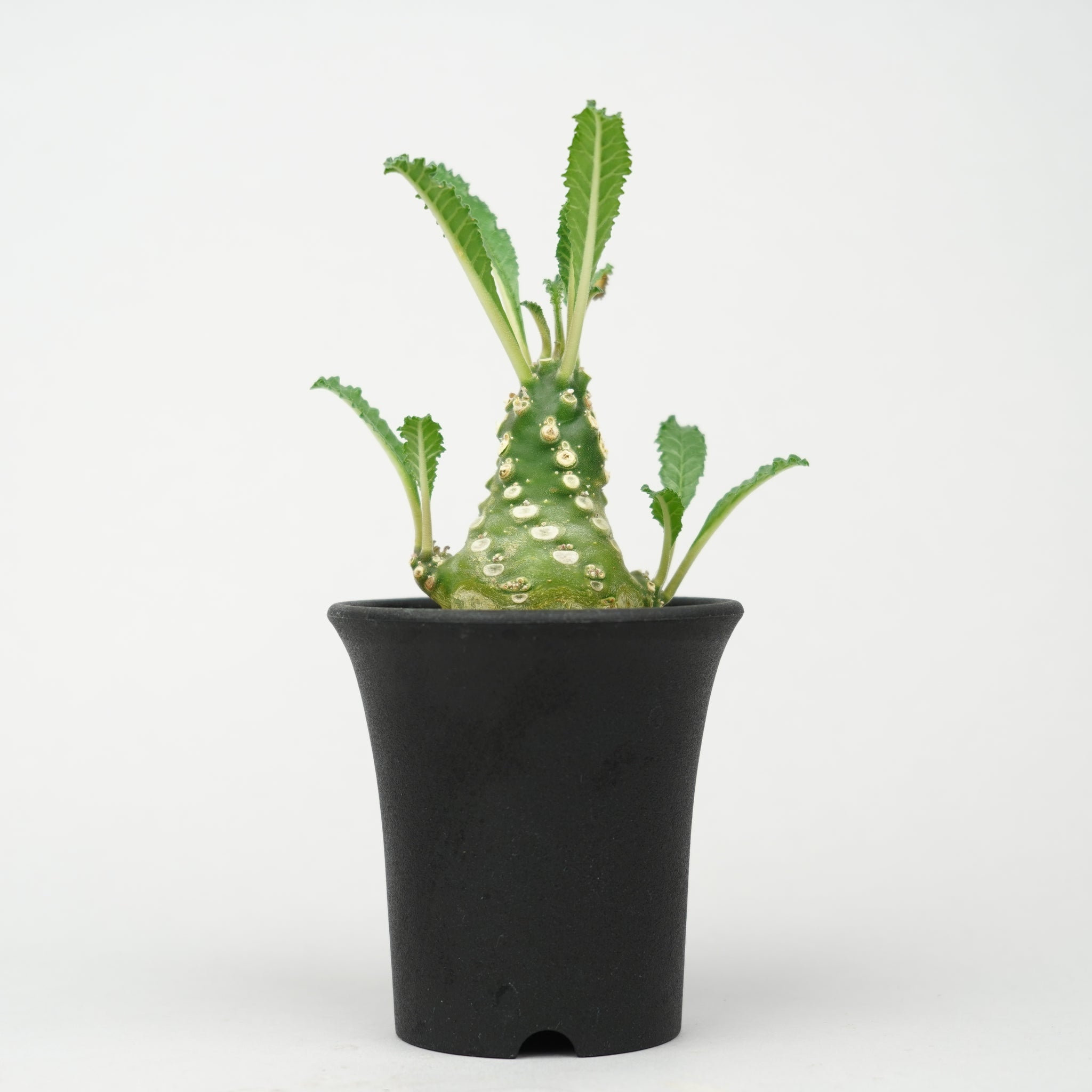 ドルステニア・ラブラニー「Dorstenia Lavrani」/DL0305