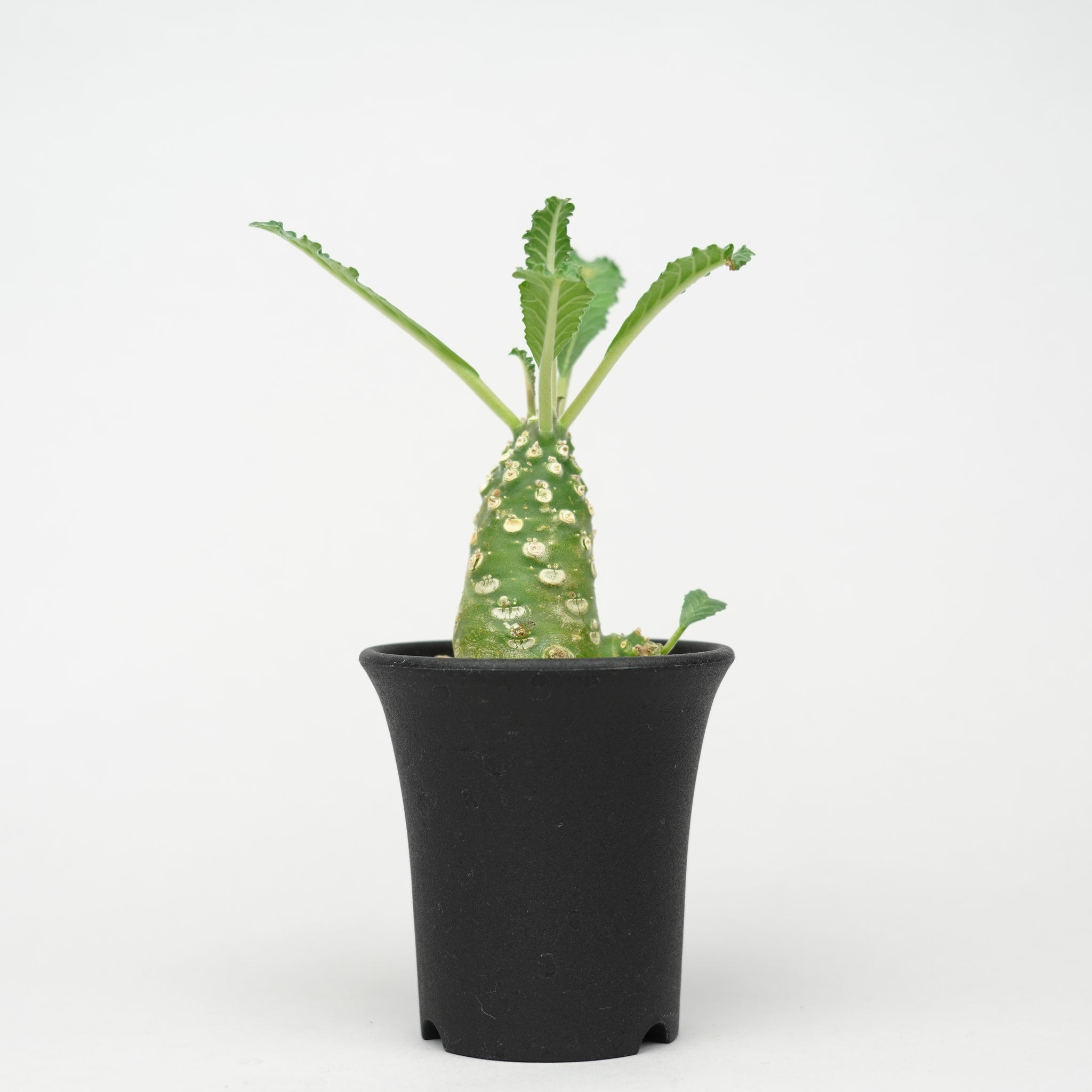 ドルステニア・ラブラニー「Dorstenia Lavrani」/DL0302