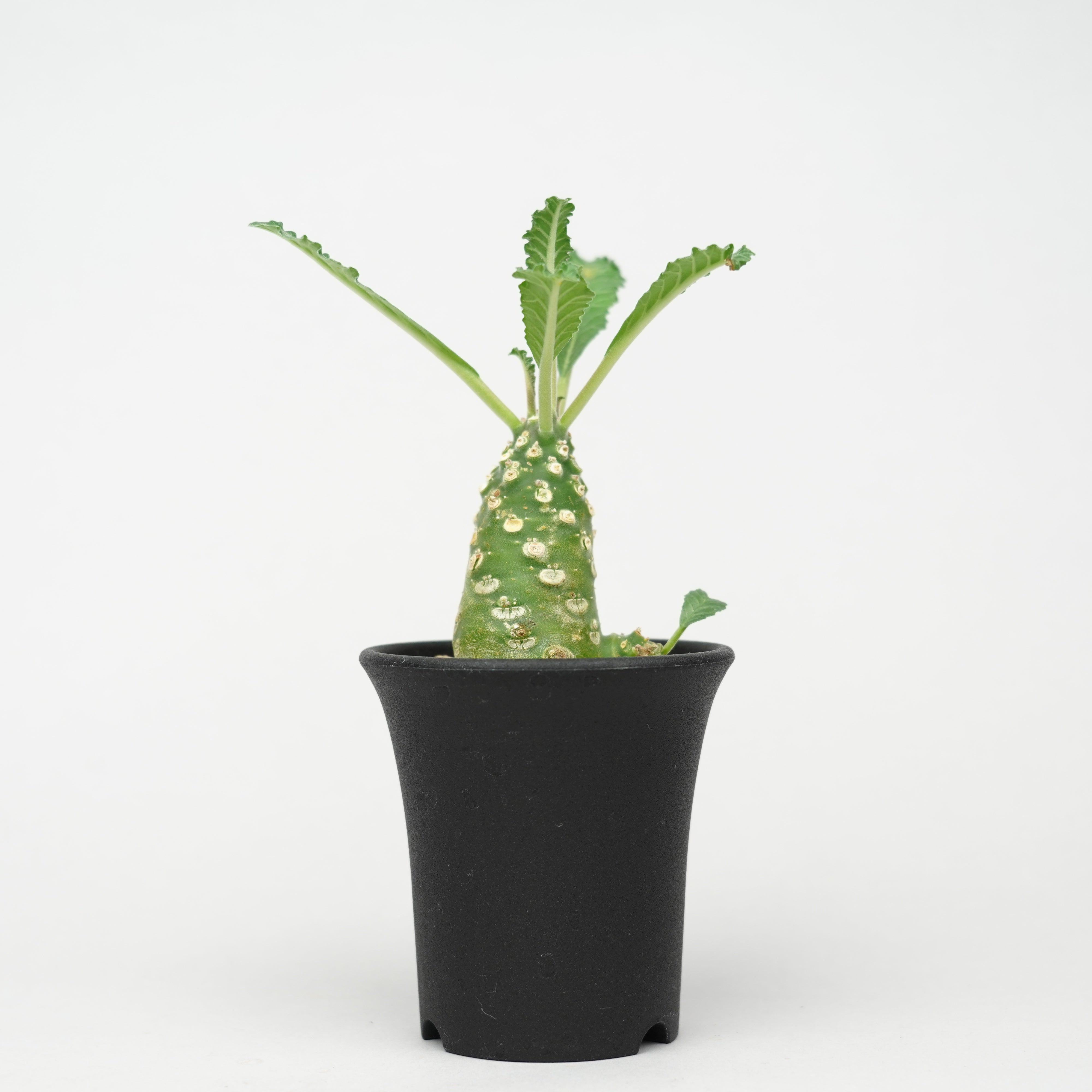 ドルステニア/ラブラニー – Hachi-8