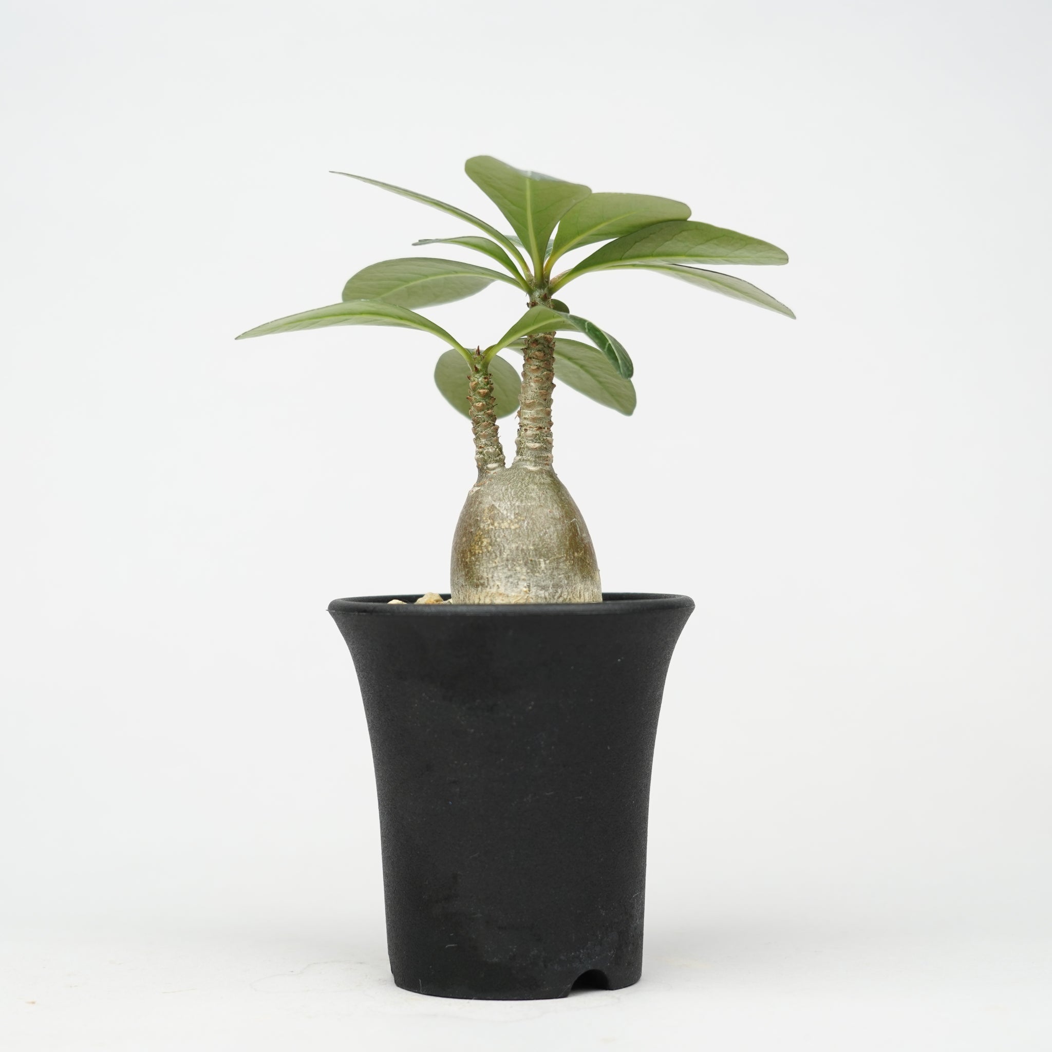 アデニウム・ソコトラナム「Adenium Socotranum」/AD600