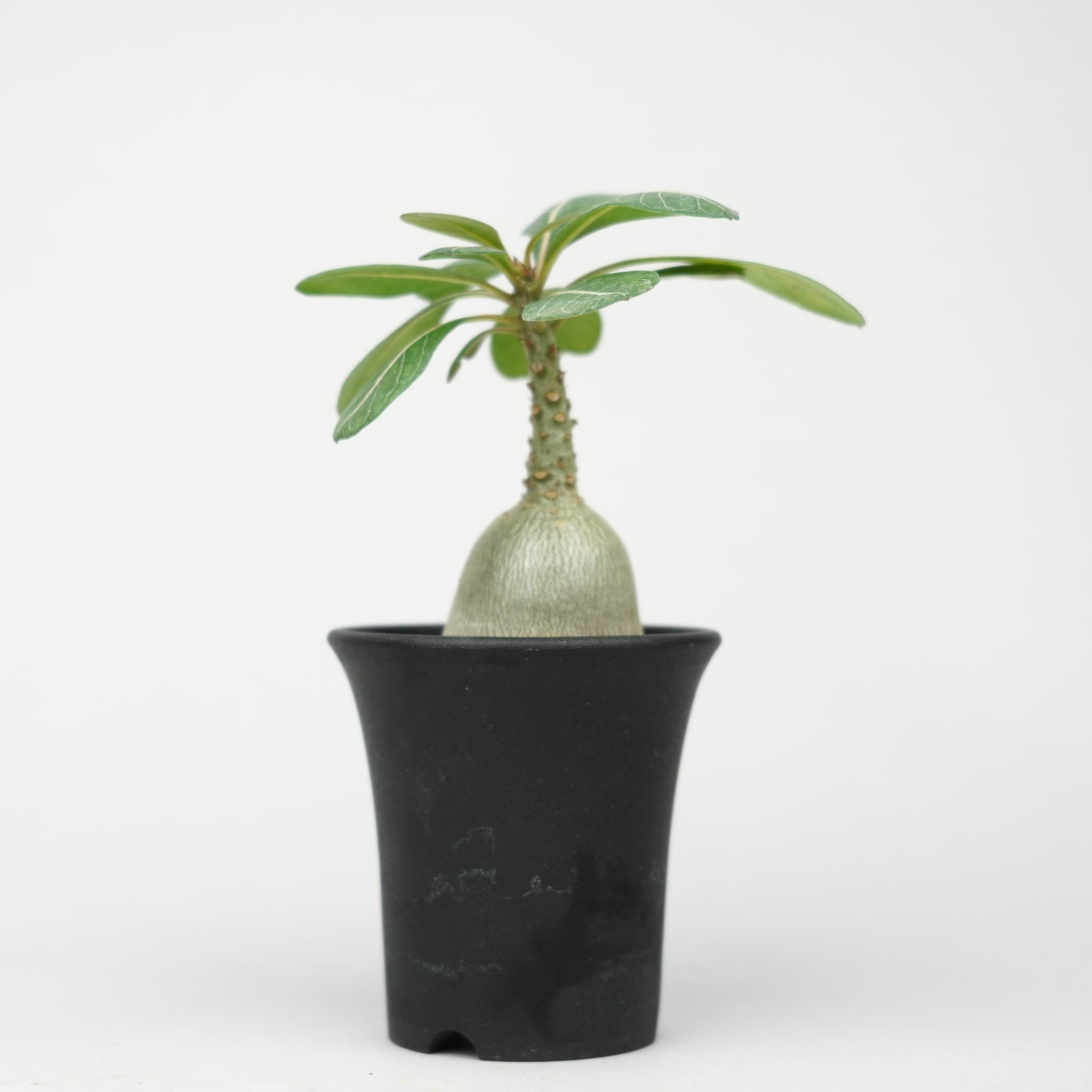 アデニウム・ソコトラナム「Adenium Socotranum」/AD0576