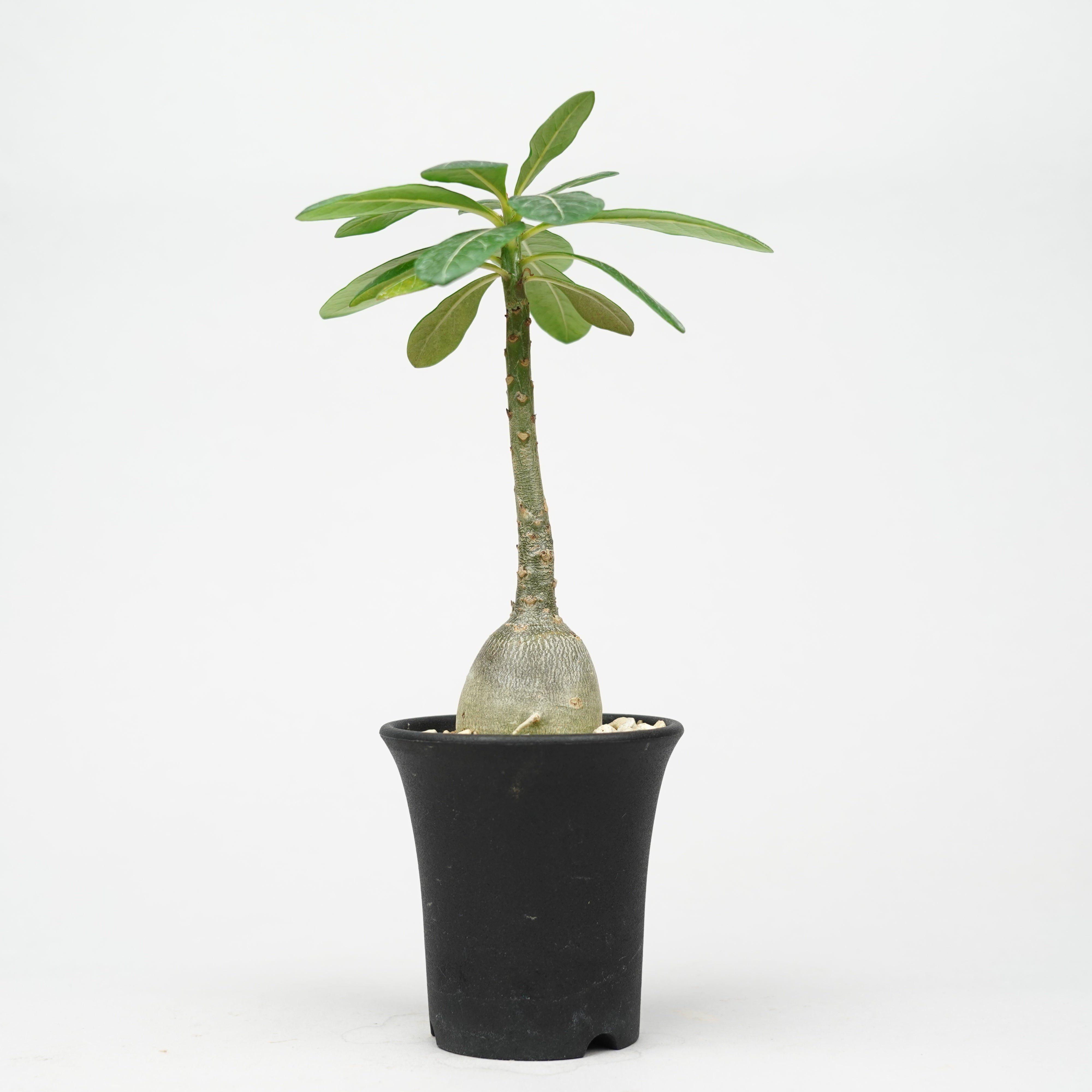 アデニウム/ソコトラナム – Hachi-8