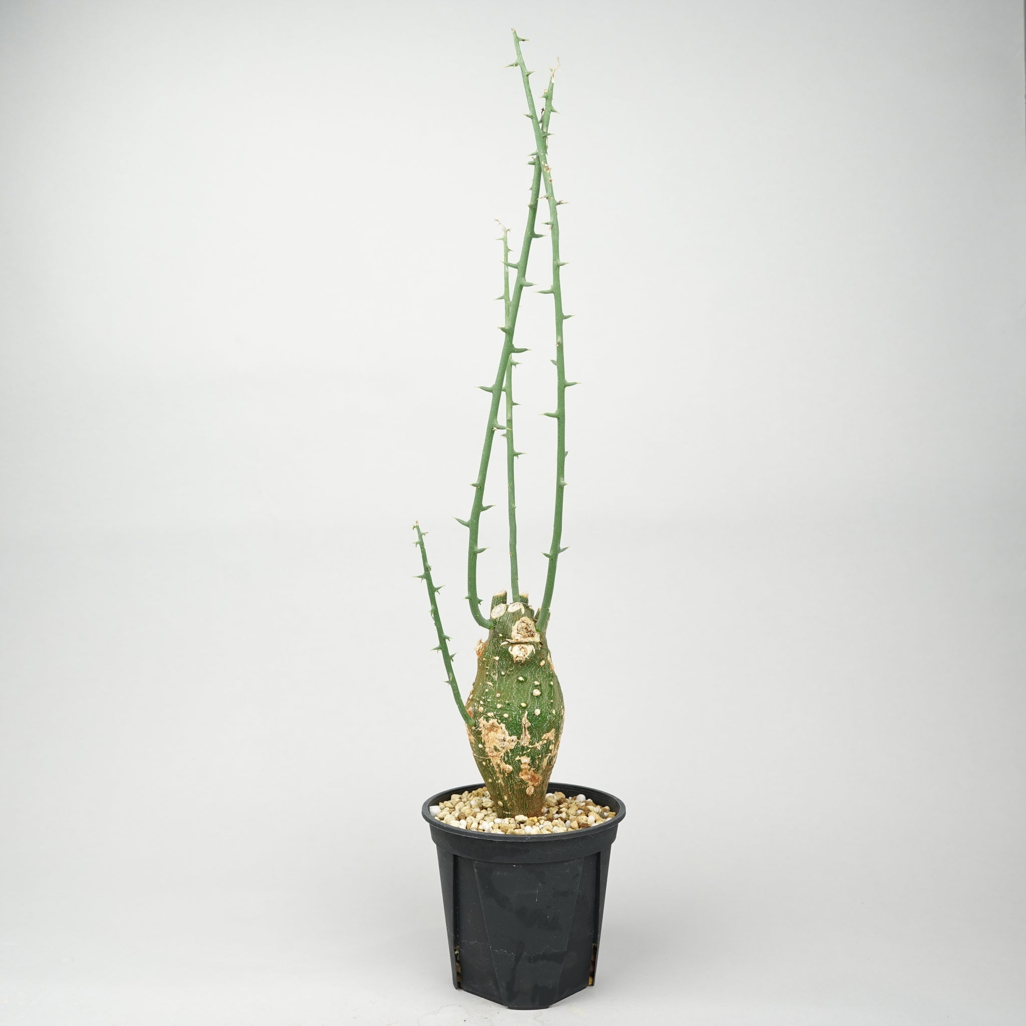 アデニア・グロボーサ 「Adenia Globosa」/ET1350