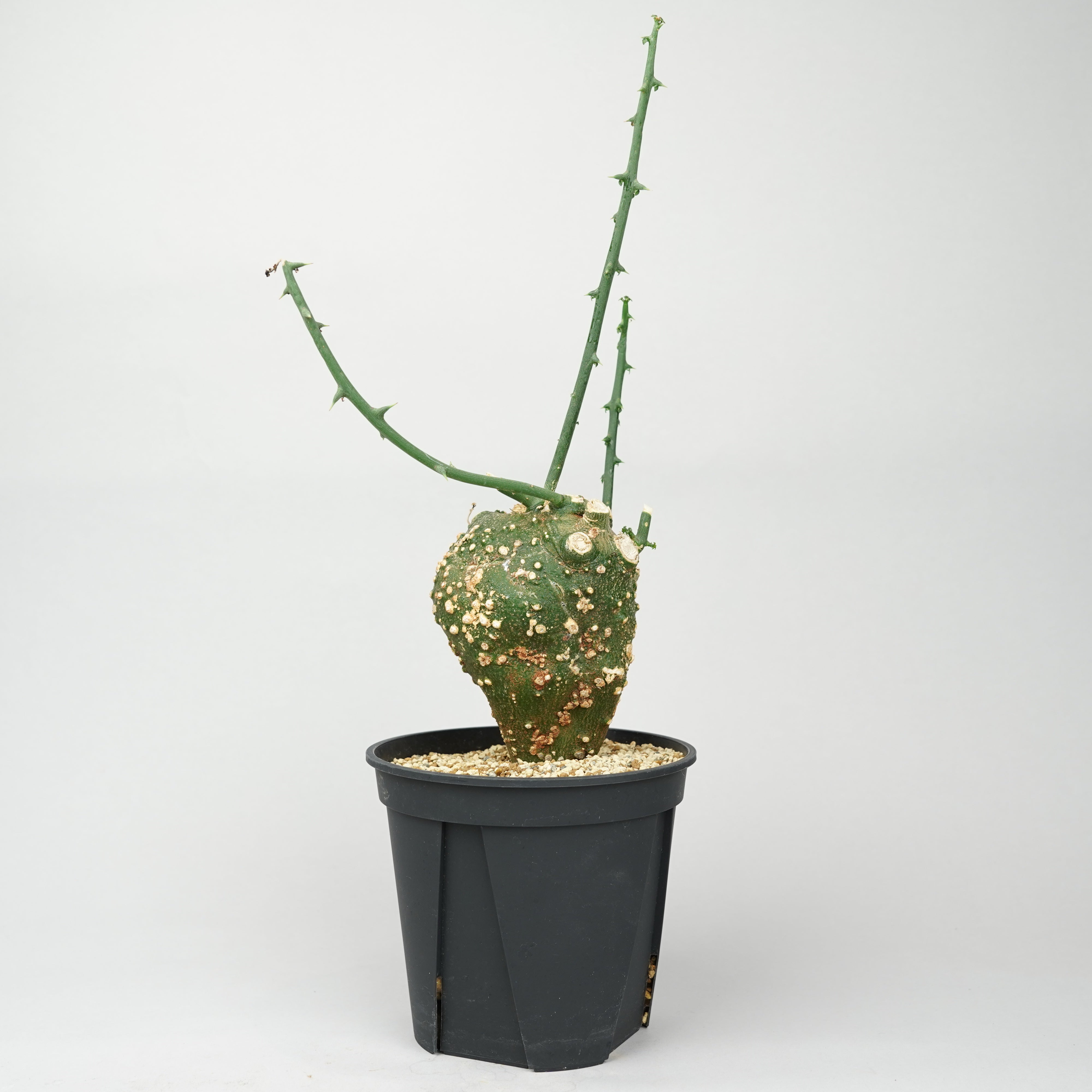 アデニア・グロボーサ – Hachi-8