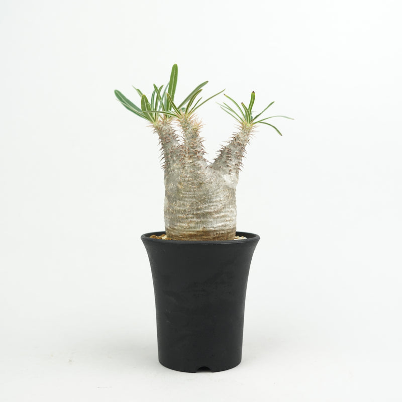 パキポディウム・グラキリス「Pachypodium rosulatum var. gracilius 」/GR0229