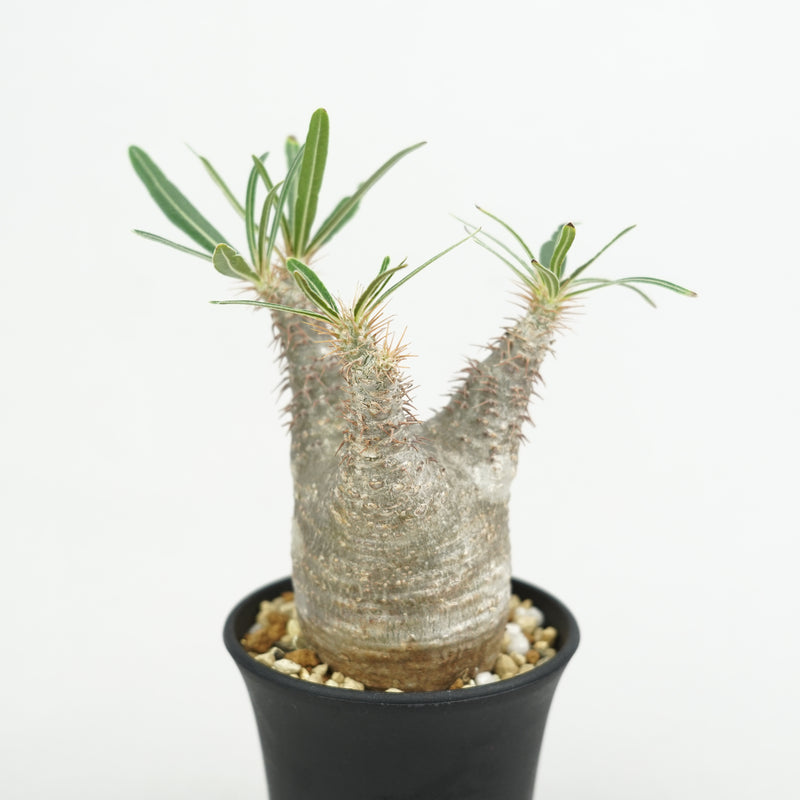パキポディウム・グラキリス「Pachypodium rosulatum var. gracilius 」/GR0229