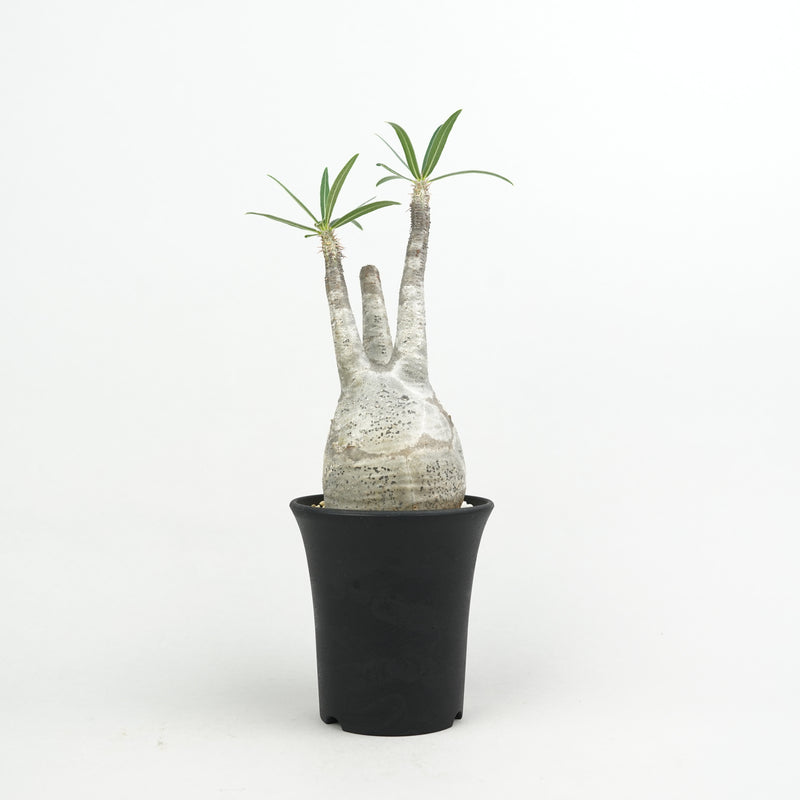 パキポディウム・グラキリス「Pachypodium rosulatum var. gracilius 」/GR0187