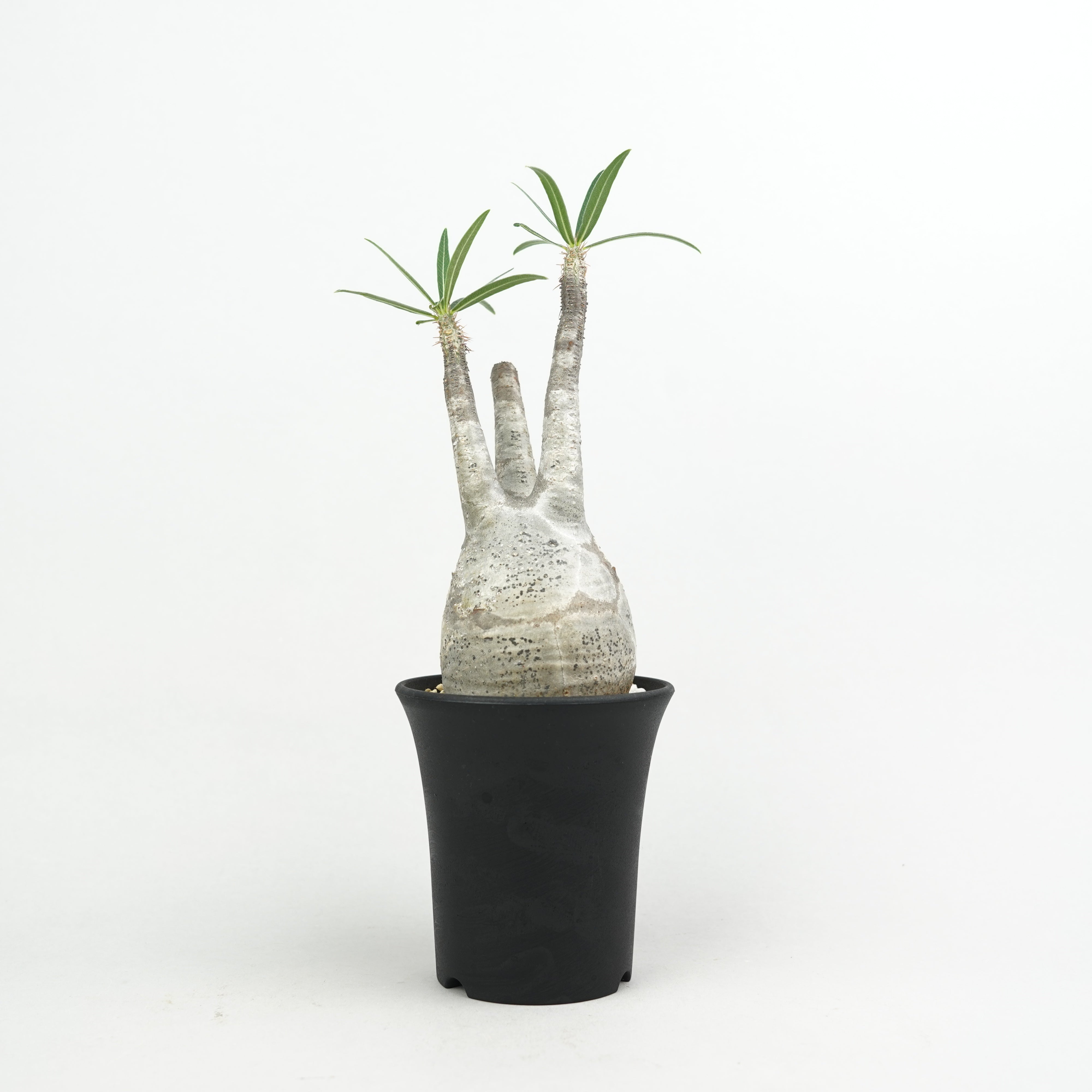 商品一覧/新着植物 – Hachi-8