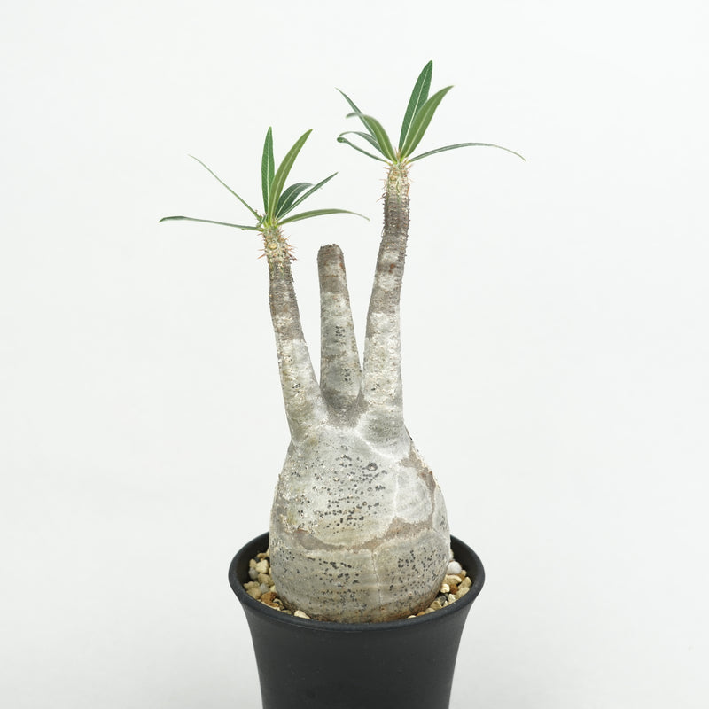 パキポディウム・グラキリス「Pachypodium rosulatum var. gracilius 」/GR0187