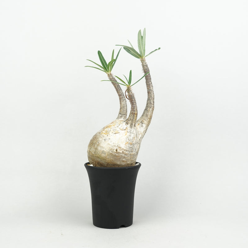 パキポディウム・グラキリス「Pachypodium rosulatum var. gracilius 」/GR0190
