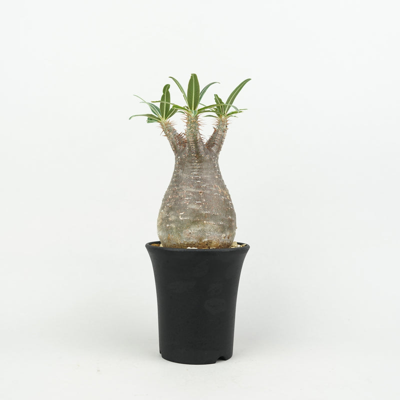 パキポディウム・グラキリス「Pachypodium rosulatum var. gracilius 」/GR0241