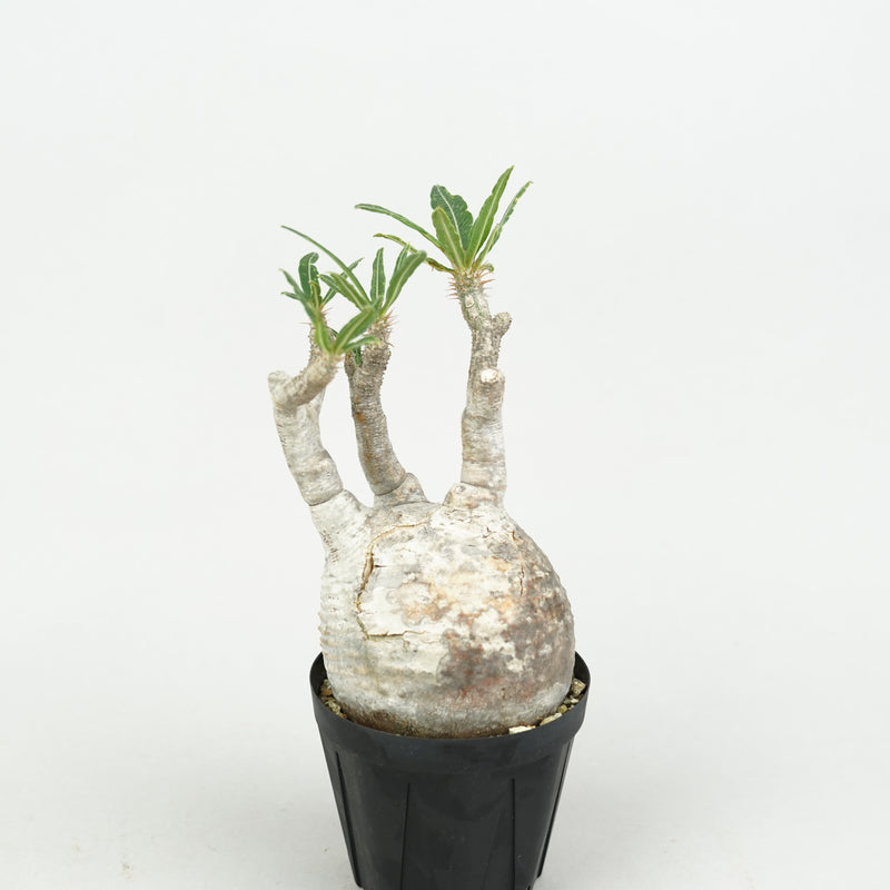 パキポディウム・グラキリス「Pachypodium rosulatum var. gracilius 」/GR0217