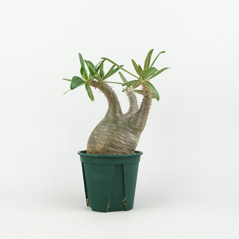パキポディウム・グラキリス「Pachypodium rosulatum var. gracilius 」/GR0214