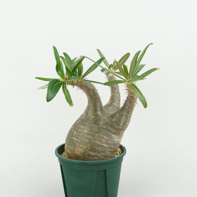 パキポディウム・グラキリス「Pachypodium rosulatum var. gracilius 」/GR0214