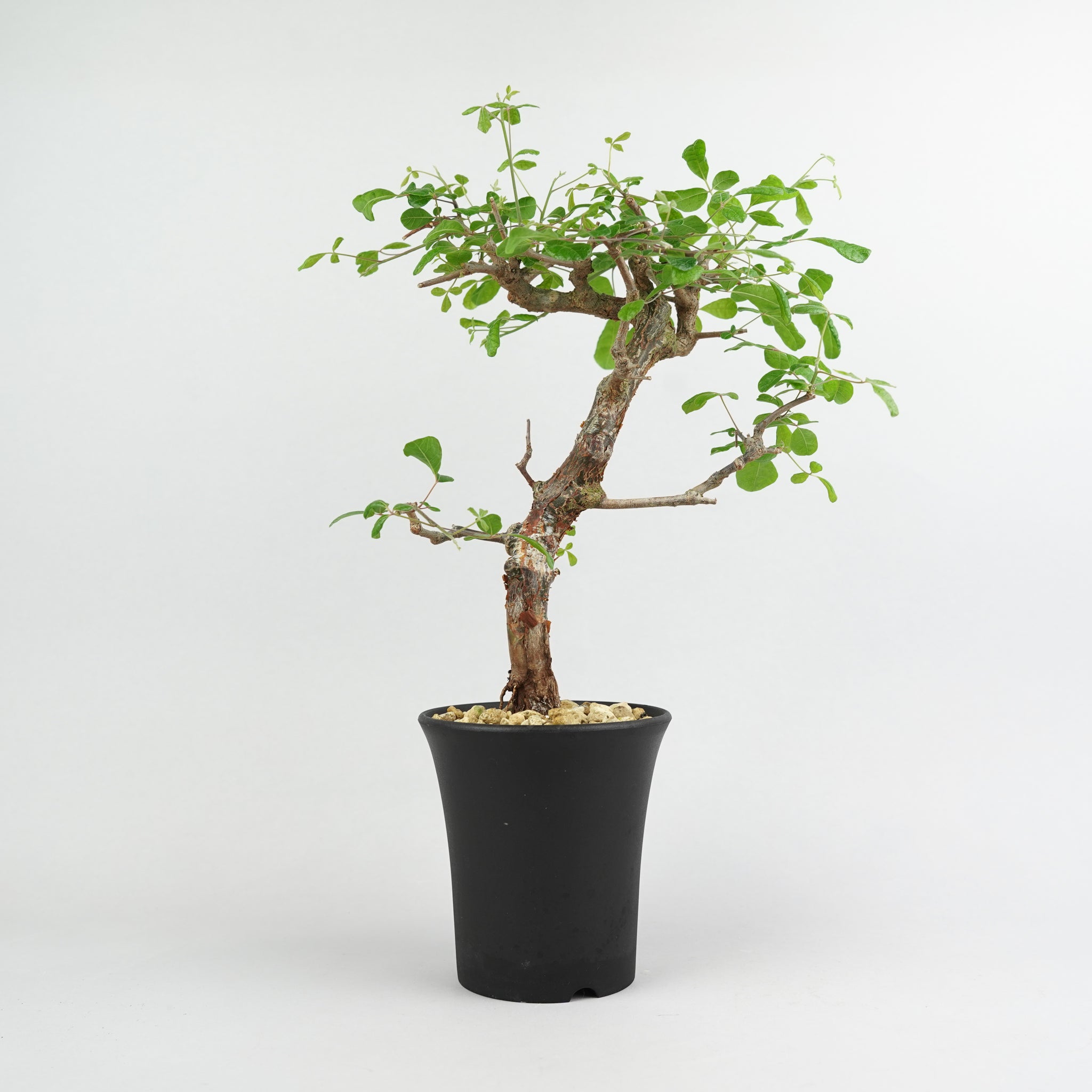 コミフォラ・オルビクラリス「Commiphora orbicularis」/ KB109 – Hachi-8