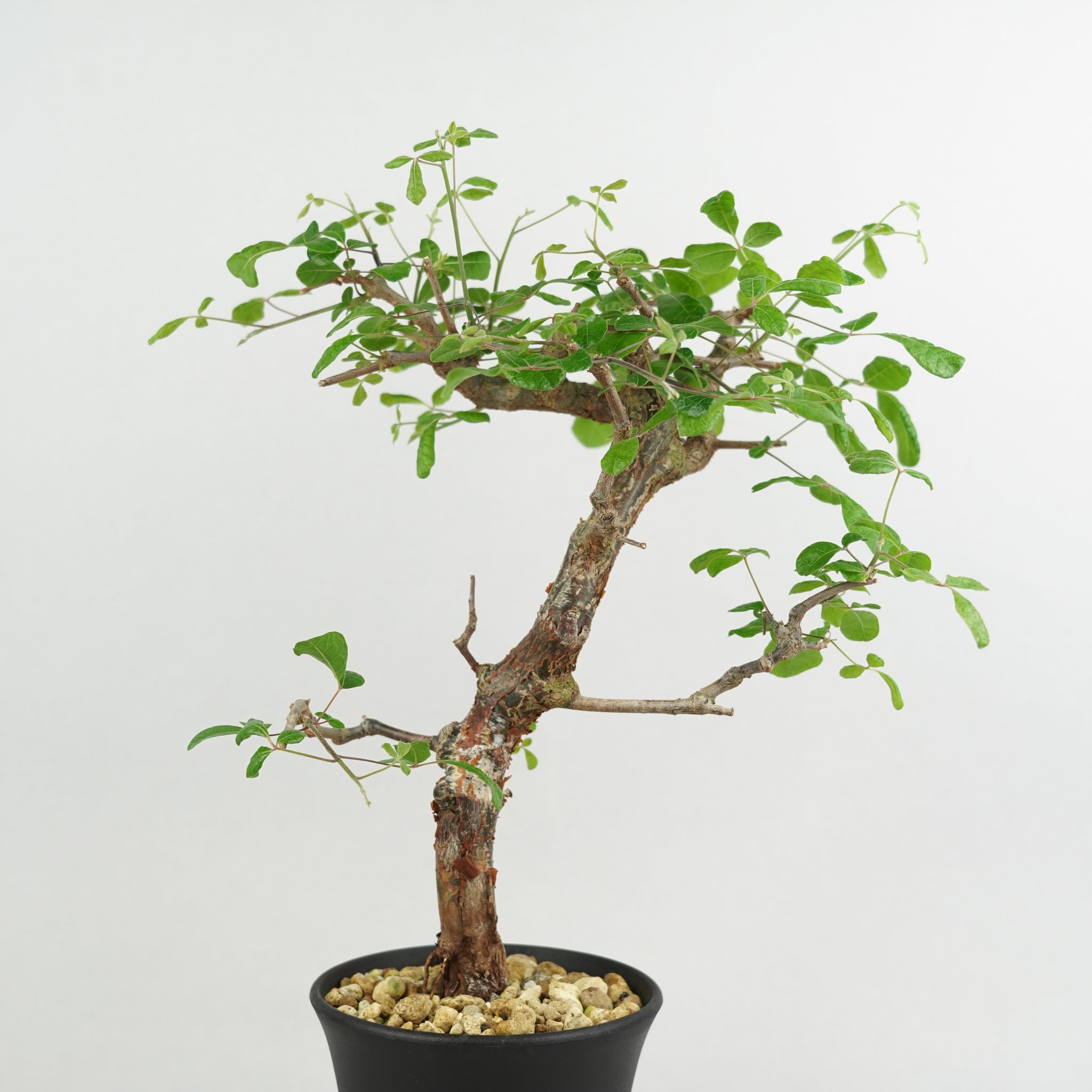 コミフォラ・オルビクラリス「Commiphora orbicularis」/ KB109 – Hachi-8