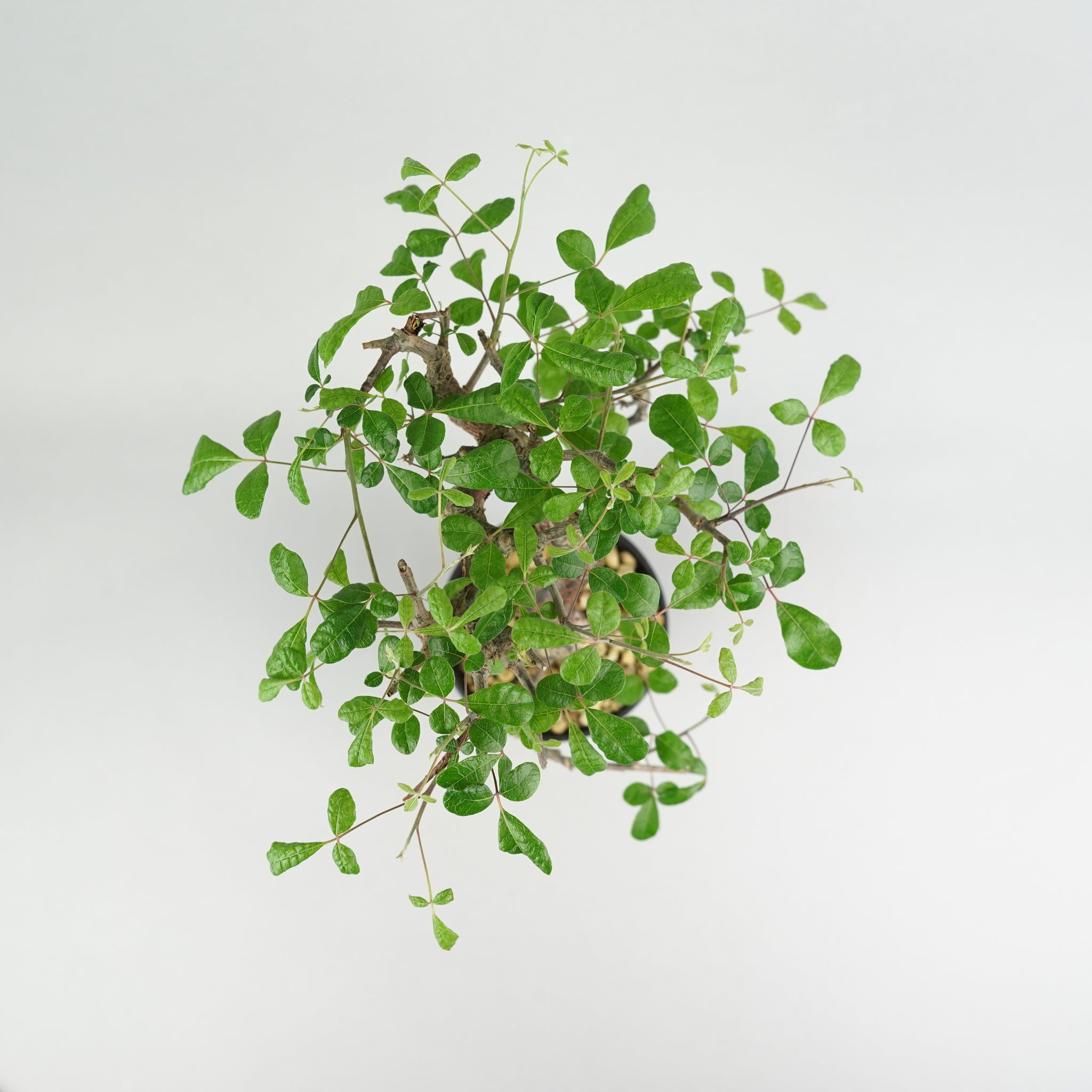 コミフォラ・オルビクラリス「Commiphora orbicularis」/ KB109 – Hachi-8
