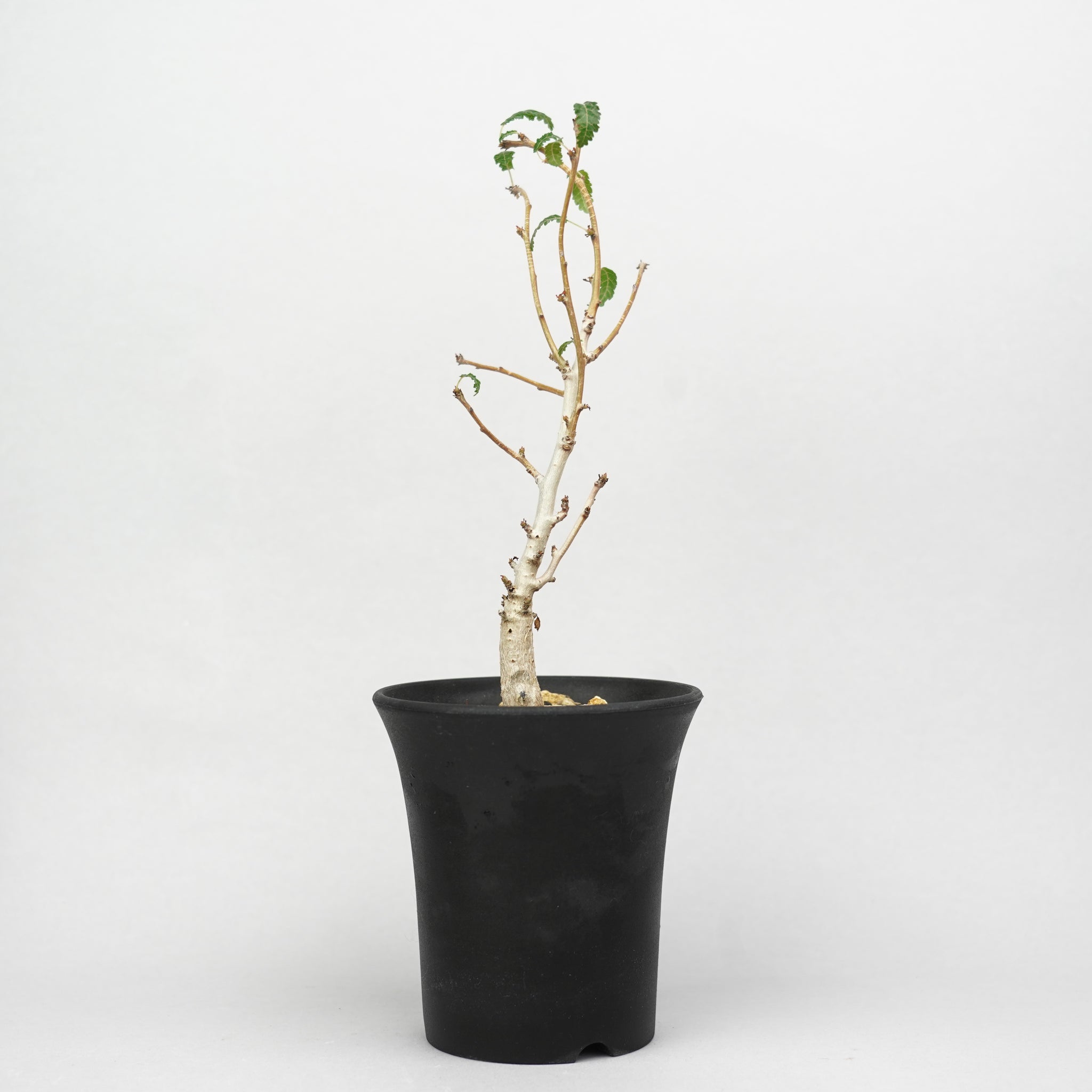 植物/灌木/ボスウェリア – Hachi-8