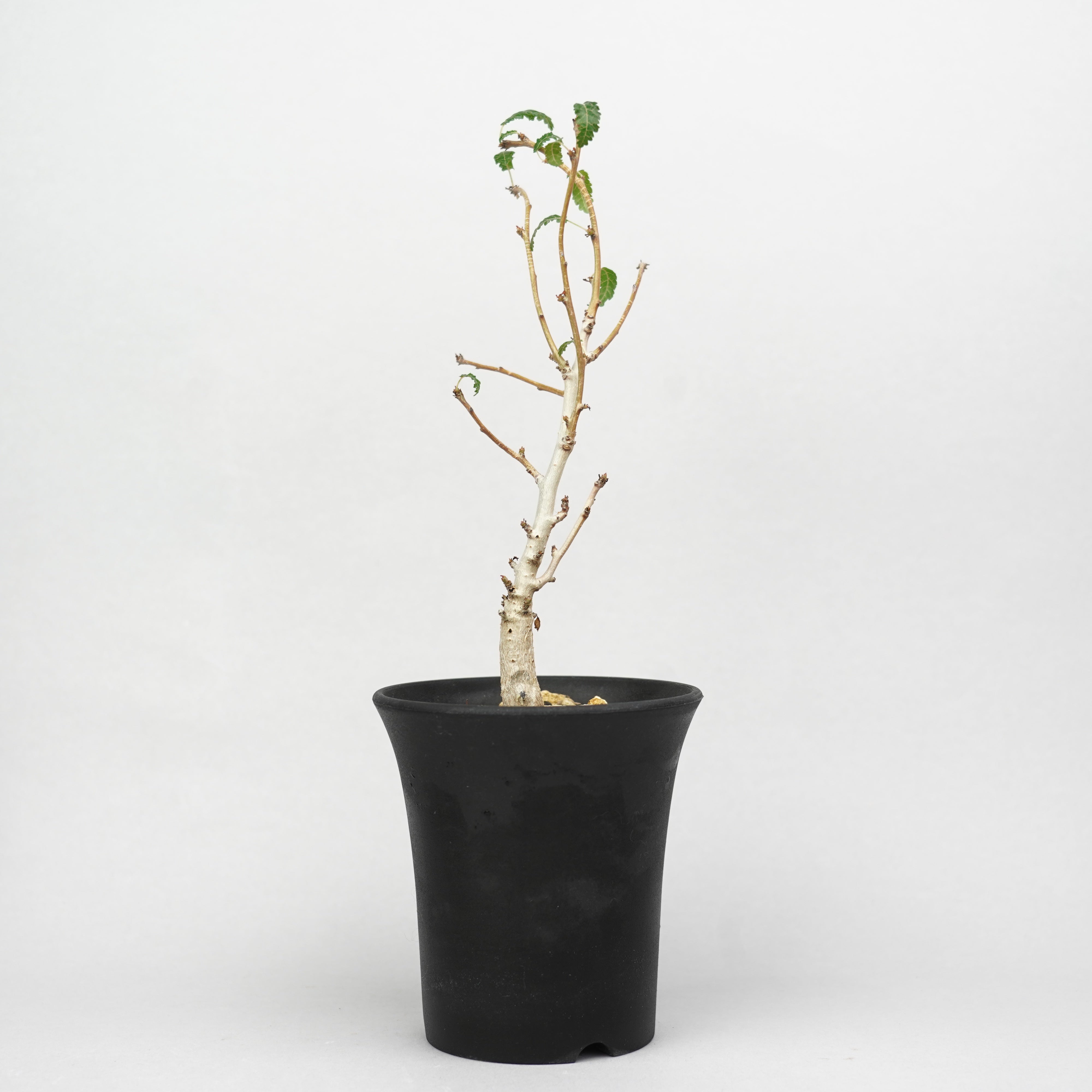 植物/灌木/ボスウェリア – Hachi-8