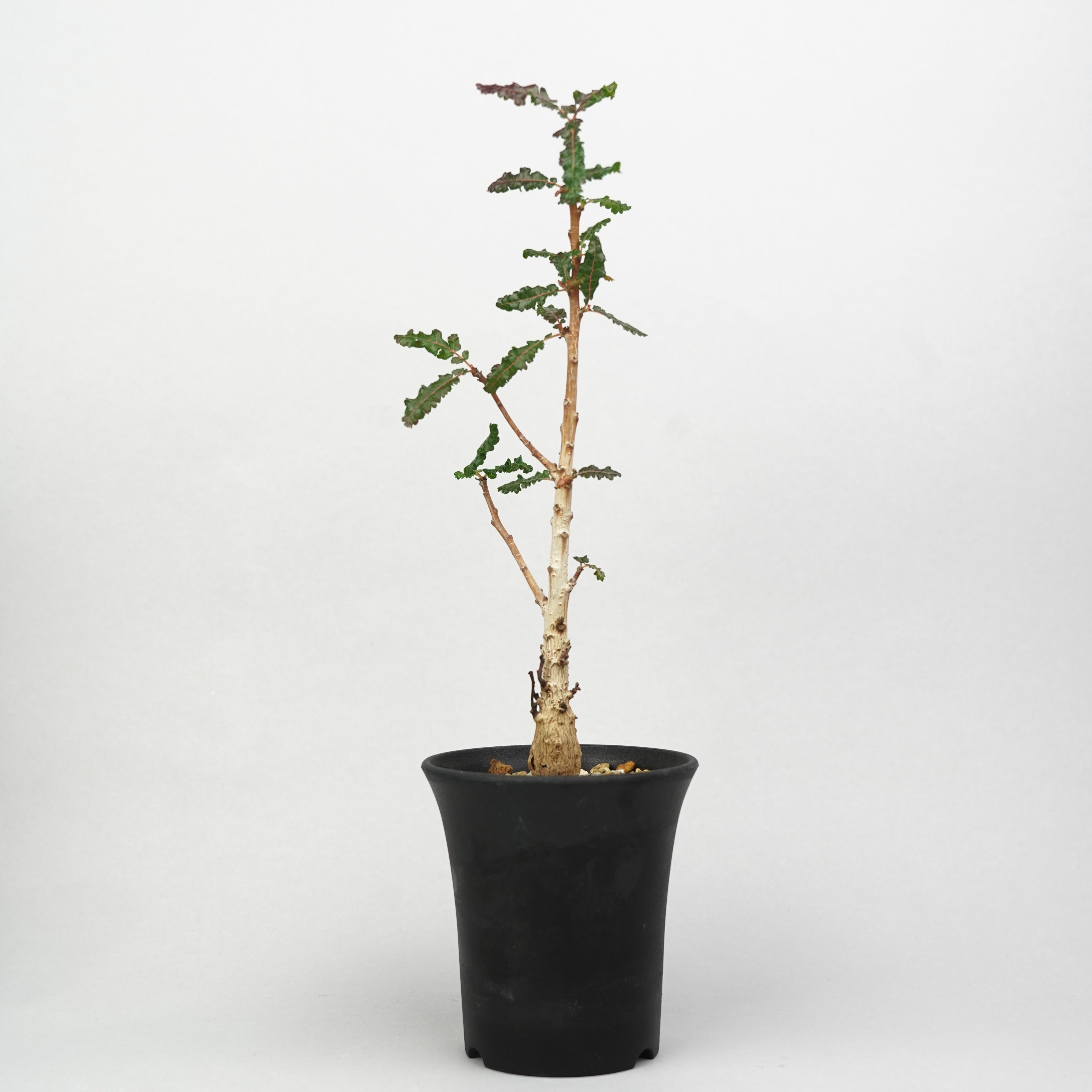 植物/灌木/ボスウェリア – Hachi-8