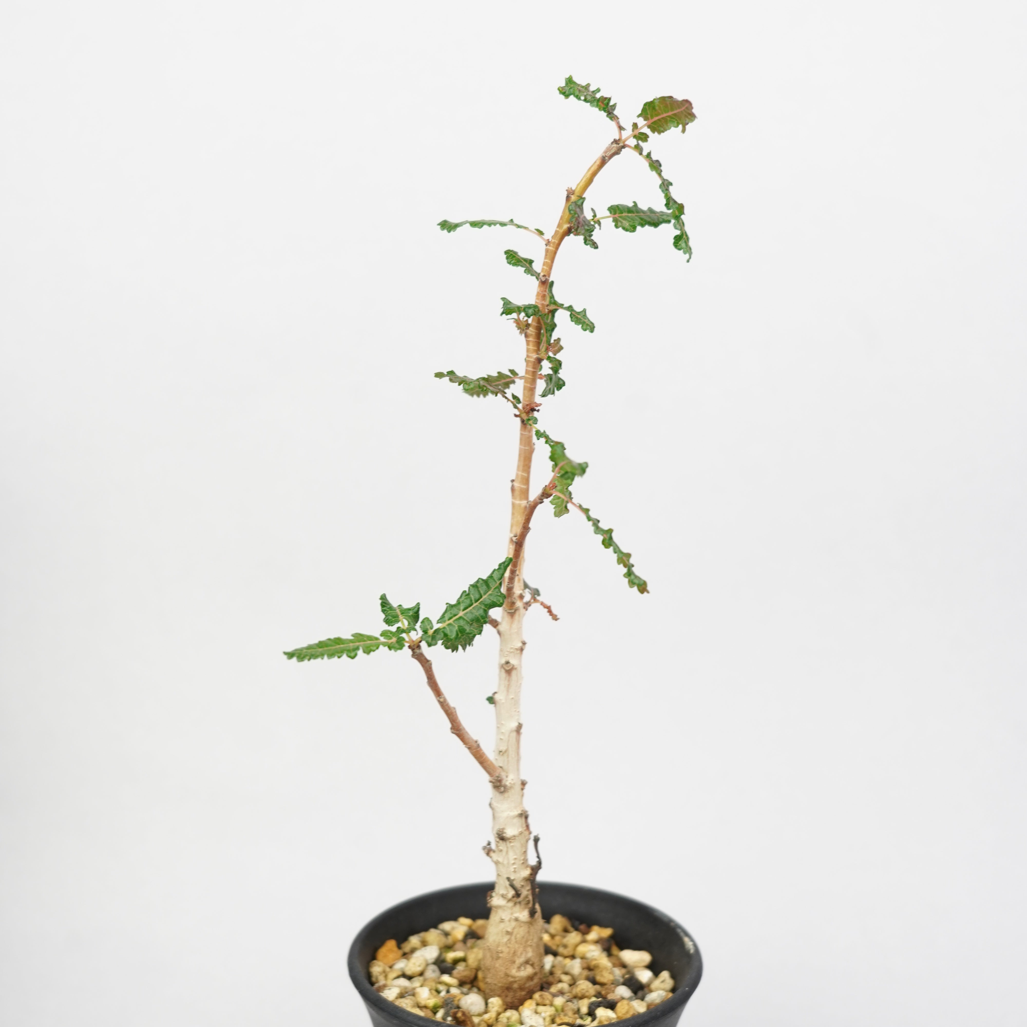 か*ん様 ボスウェリア　ナナ ボスウェリア・ナナ「Boswellia Nana」/ ET982 – Hachi-8