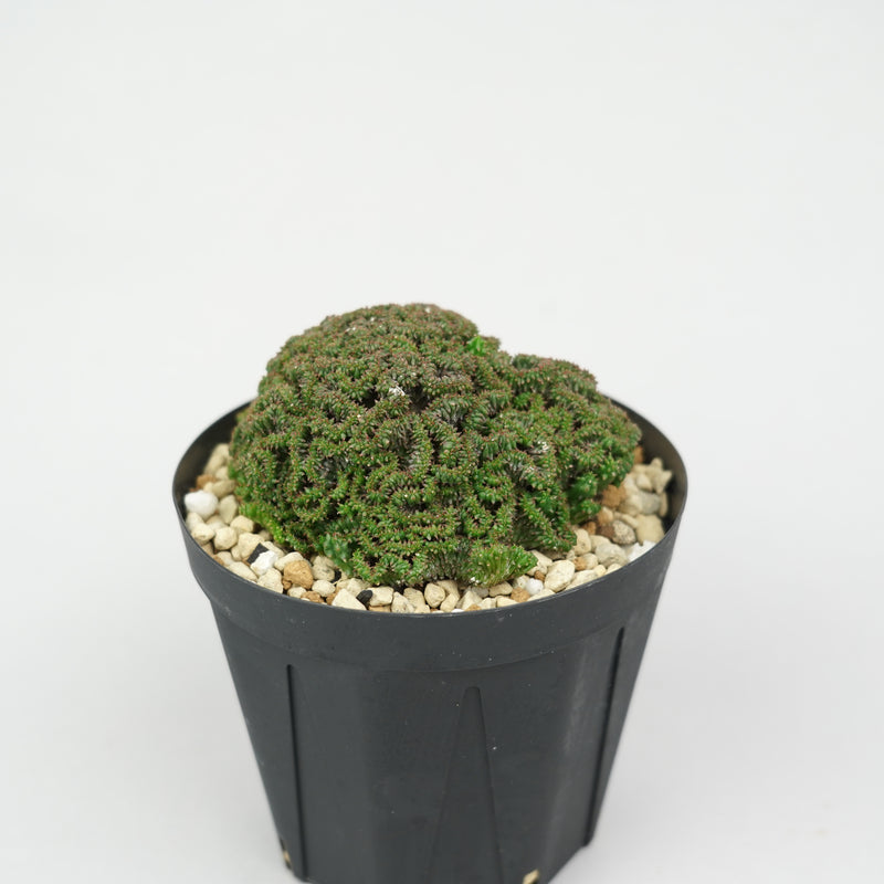 植物/ユーフォルビア/すべて