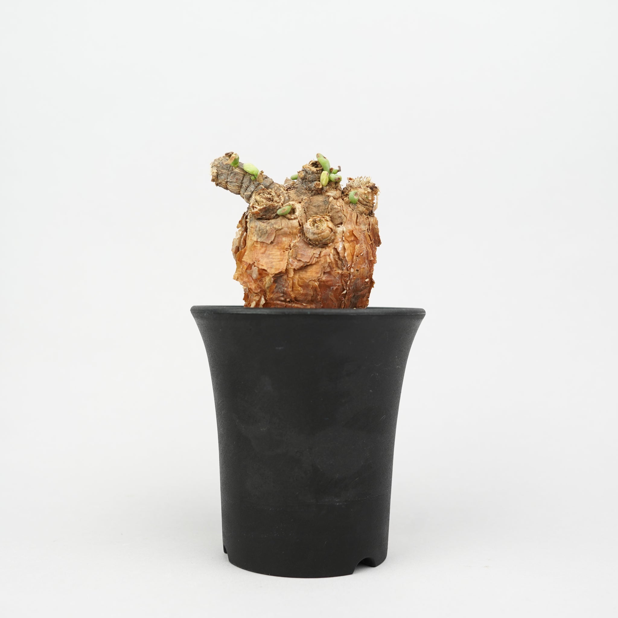 植物/冬型植物/ピグマエア – Hachi-8