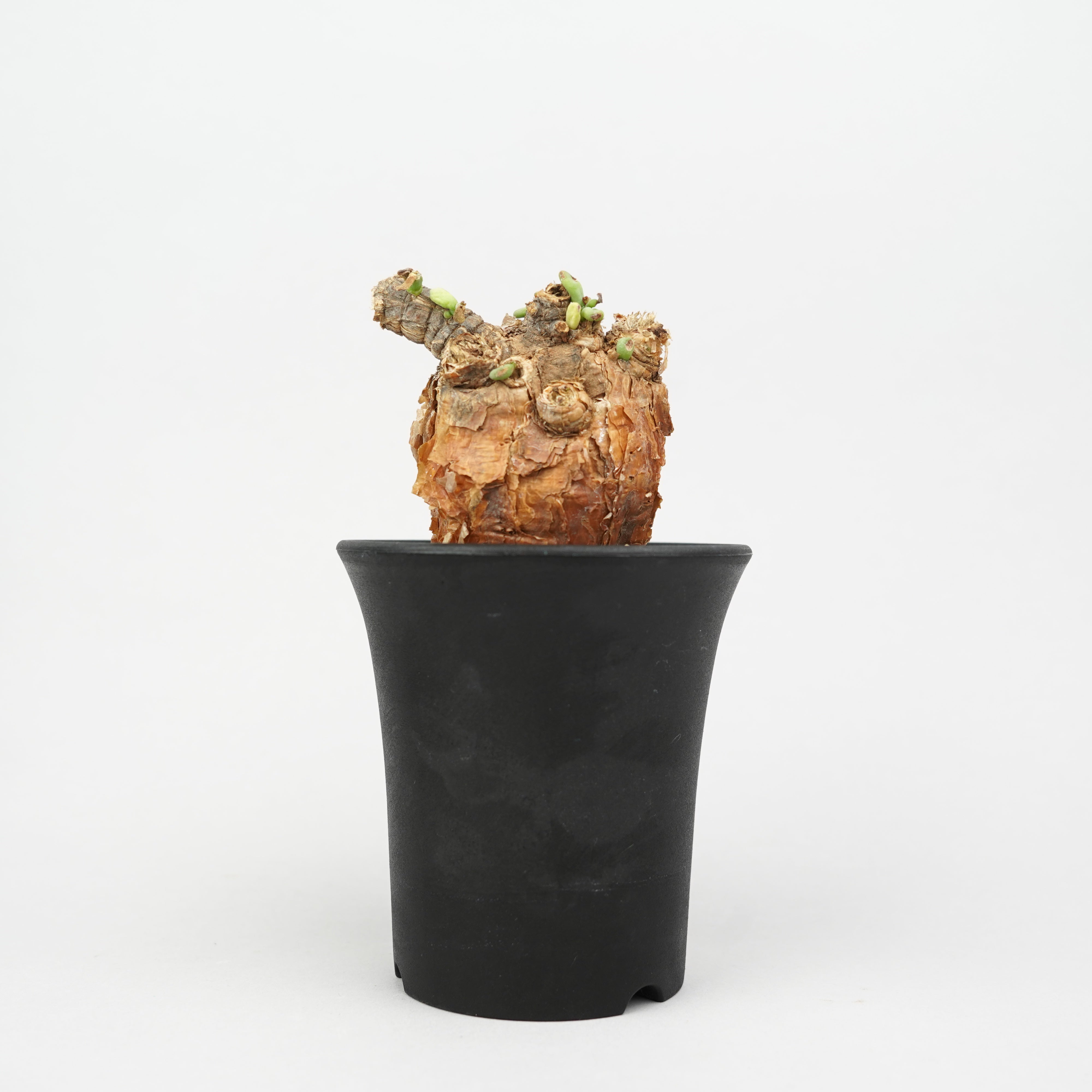 植物/冬型植物/ピグマエア – Hachi-8