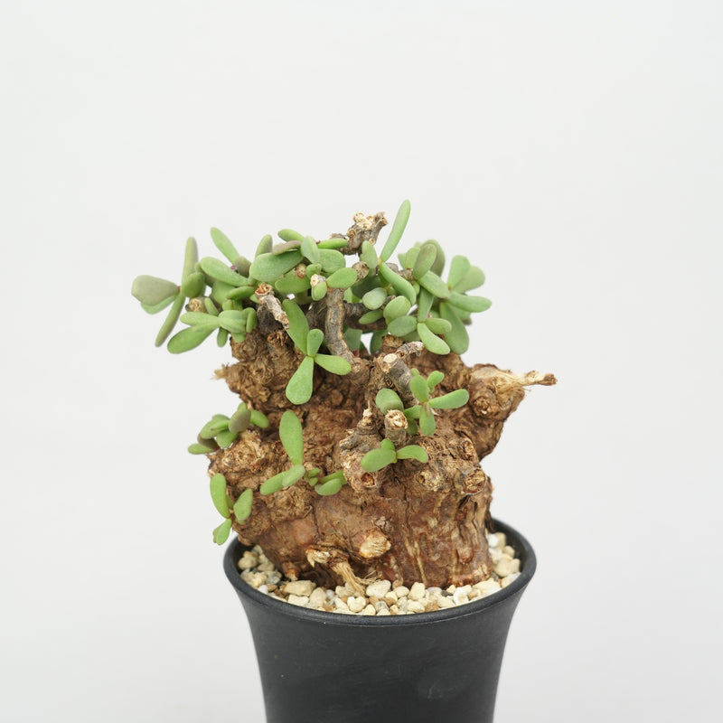 植物/冬型植物/すべて