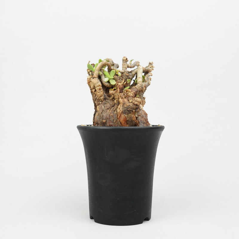 ケラリア・ピグマエア「Ceraria pygmaea」/ WI063