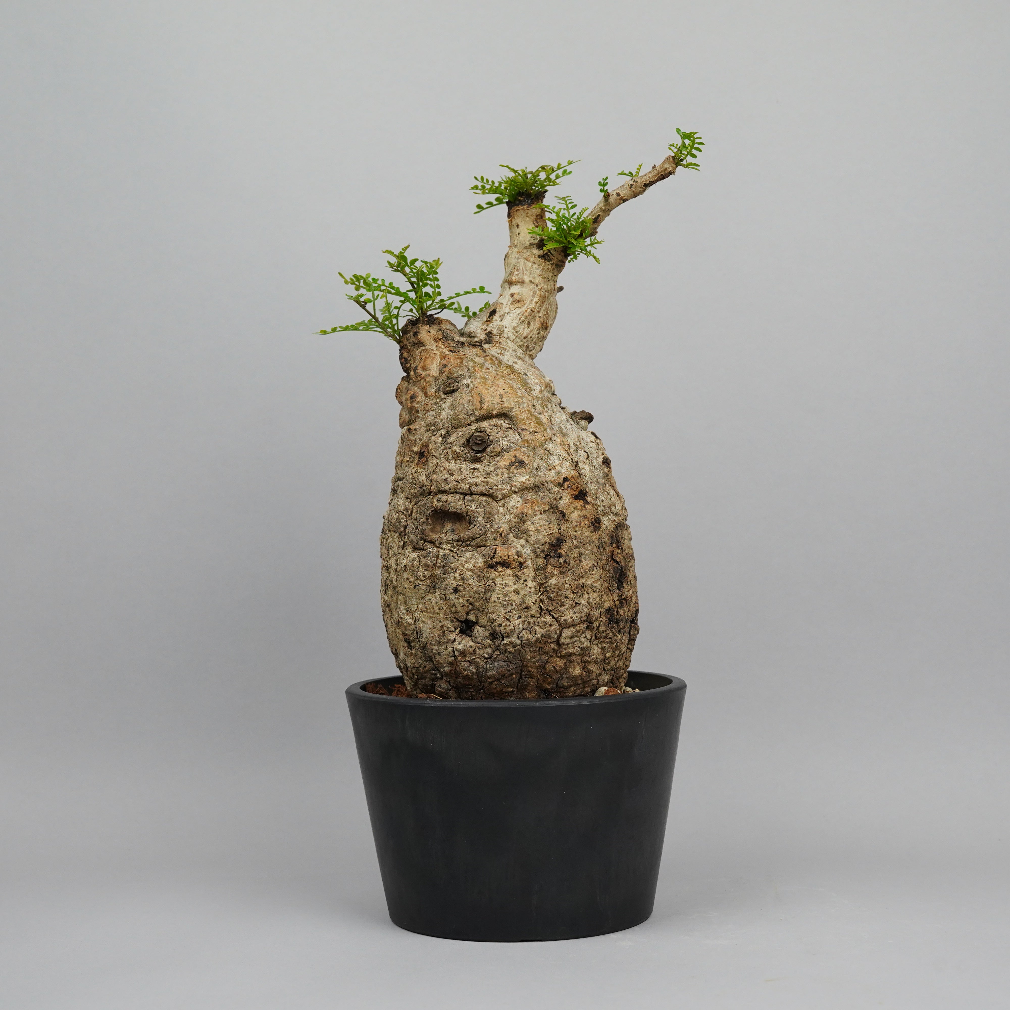 HACHI-8公式】オペルクリカリアパキプス -Operculicarya pachypus