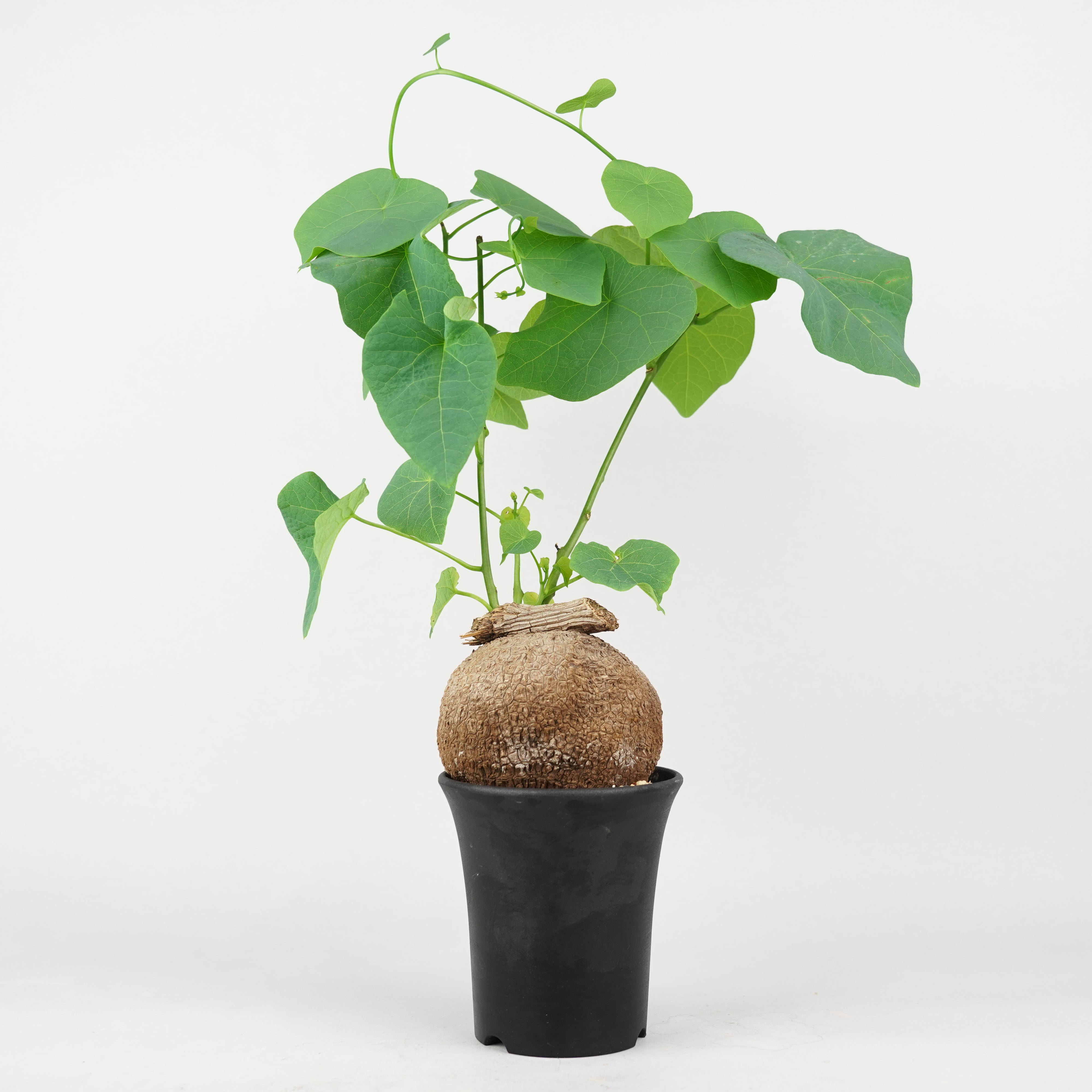 ステファニア/スベローサ – Hachi-8