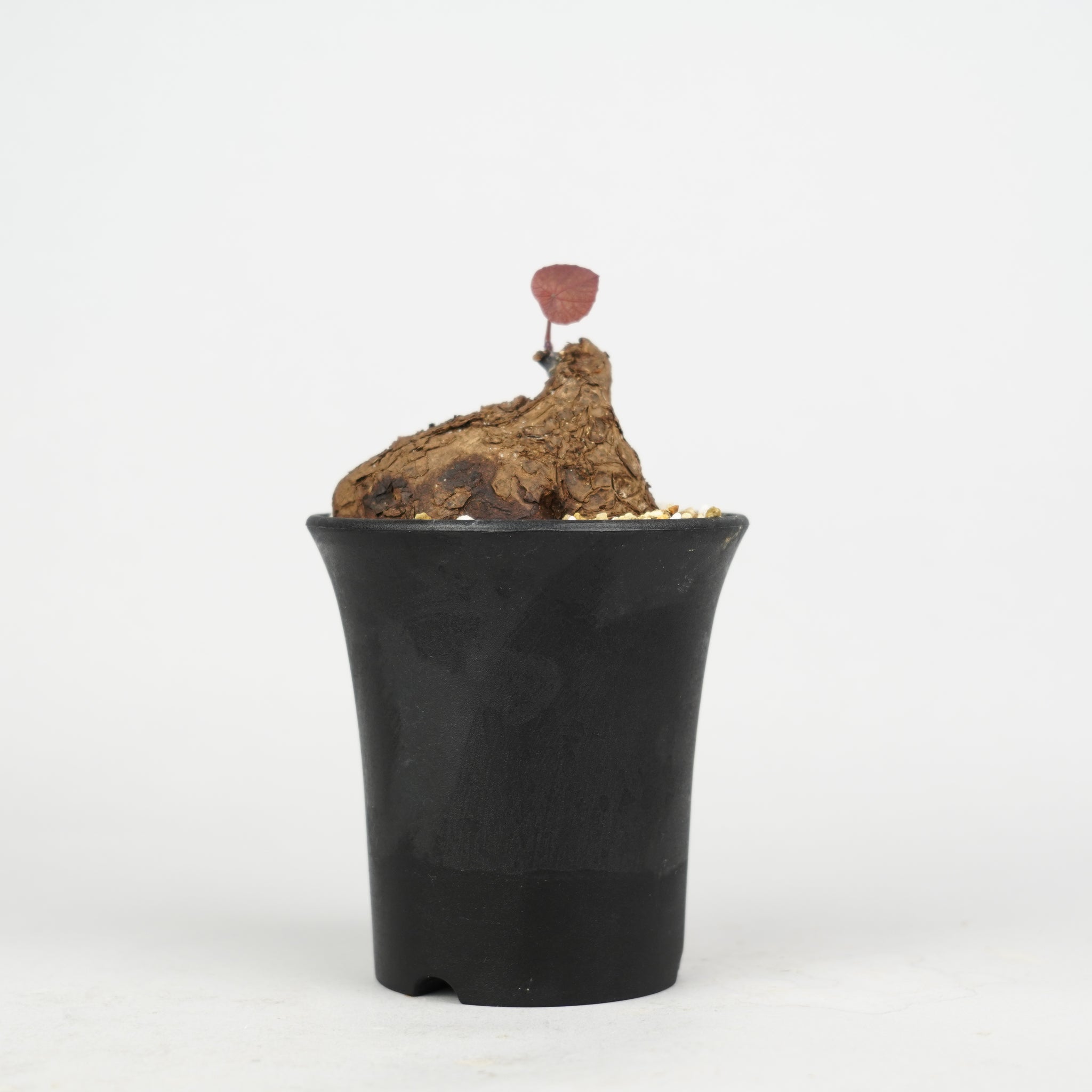 ステファニア・カウィーサキー「Stephania Kaweesakii 」/ST187