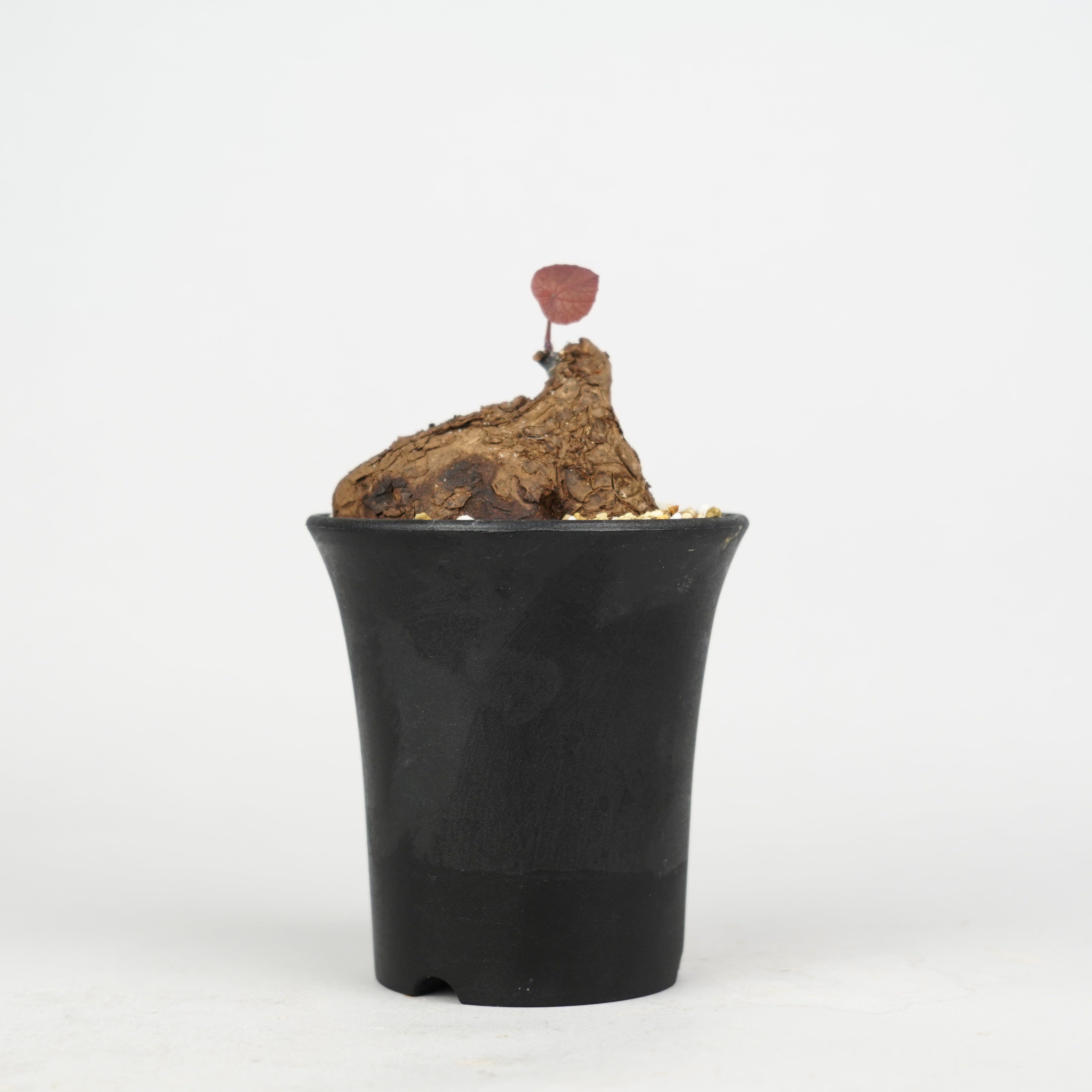 商品一覧/新着植物 – Hachi-8