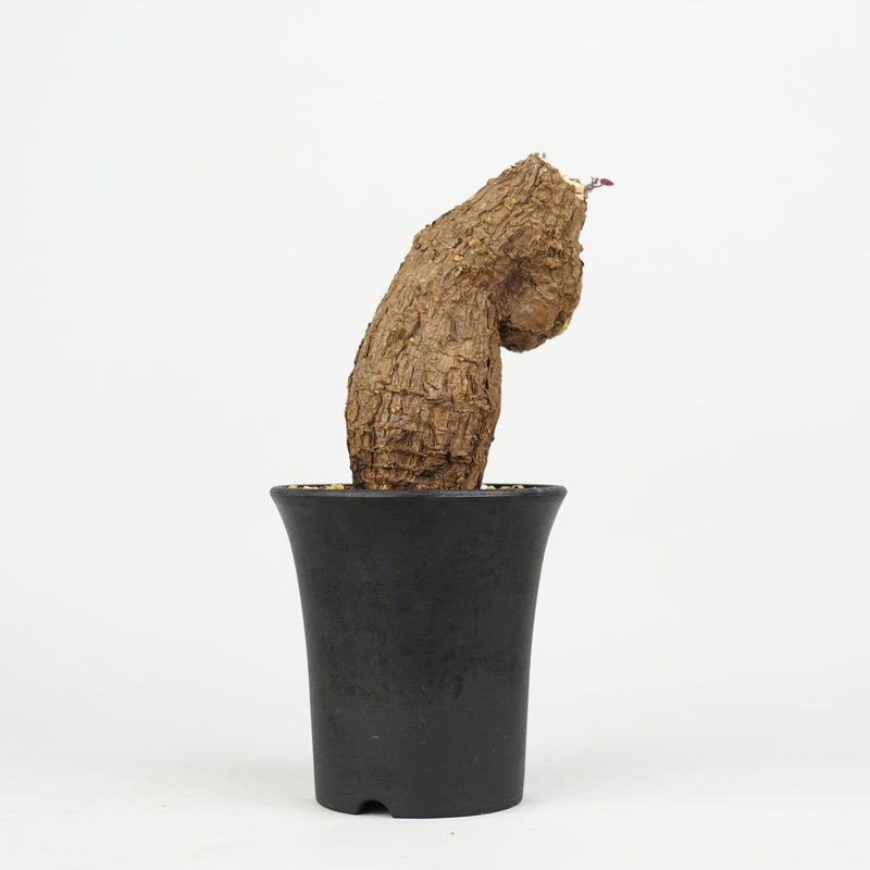 ステファニア・カウィーサキー「Stephania Kaweesakii 」/ST194