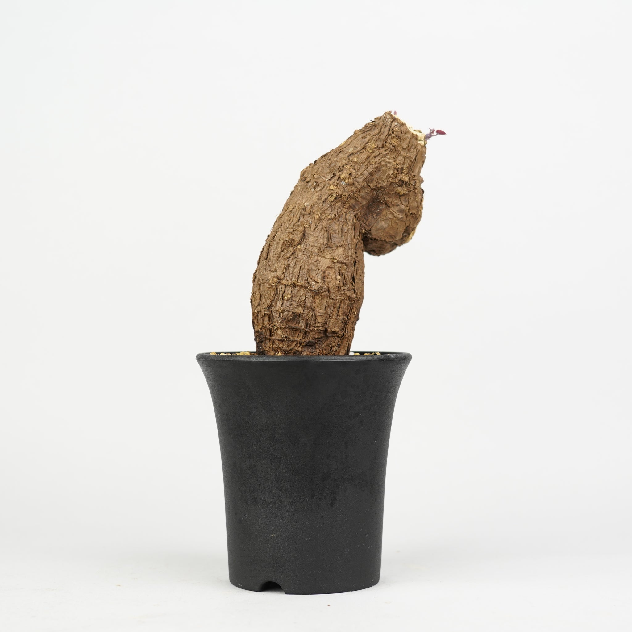 ステファニア・カウィーサキー「Stephania Kaweesakii 」/ST194