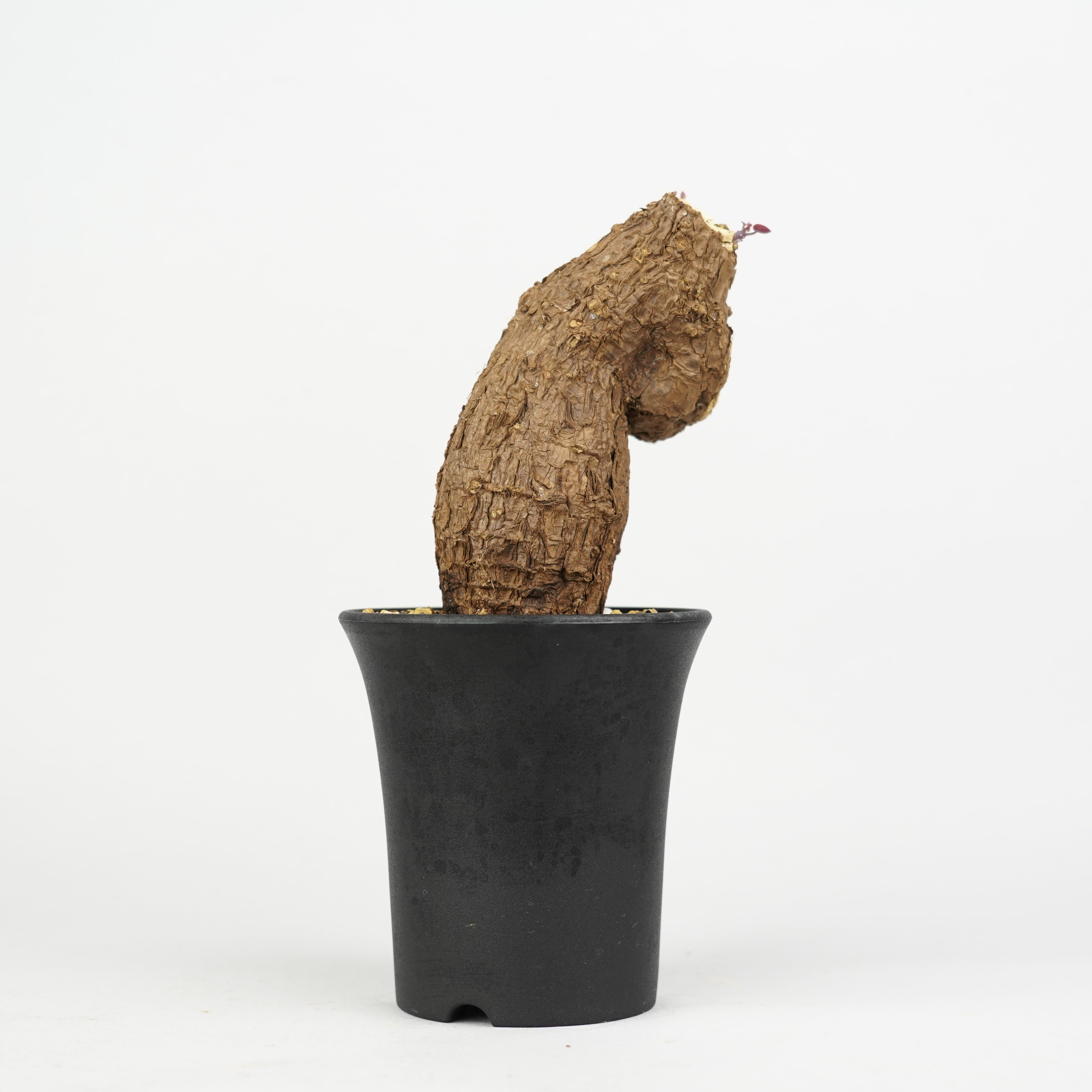 商品一覧/新着植物 – Hachi-8