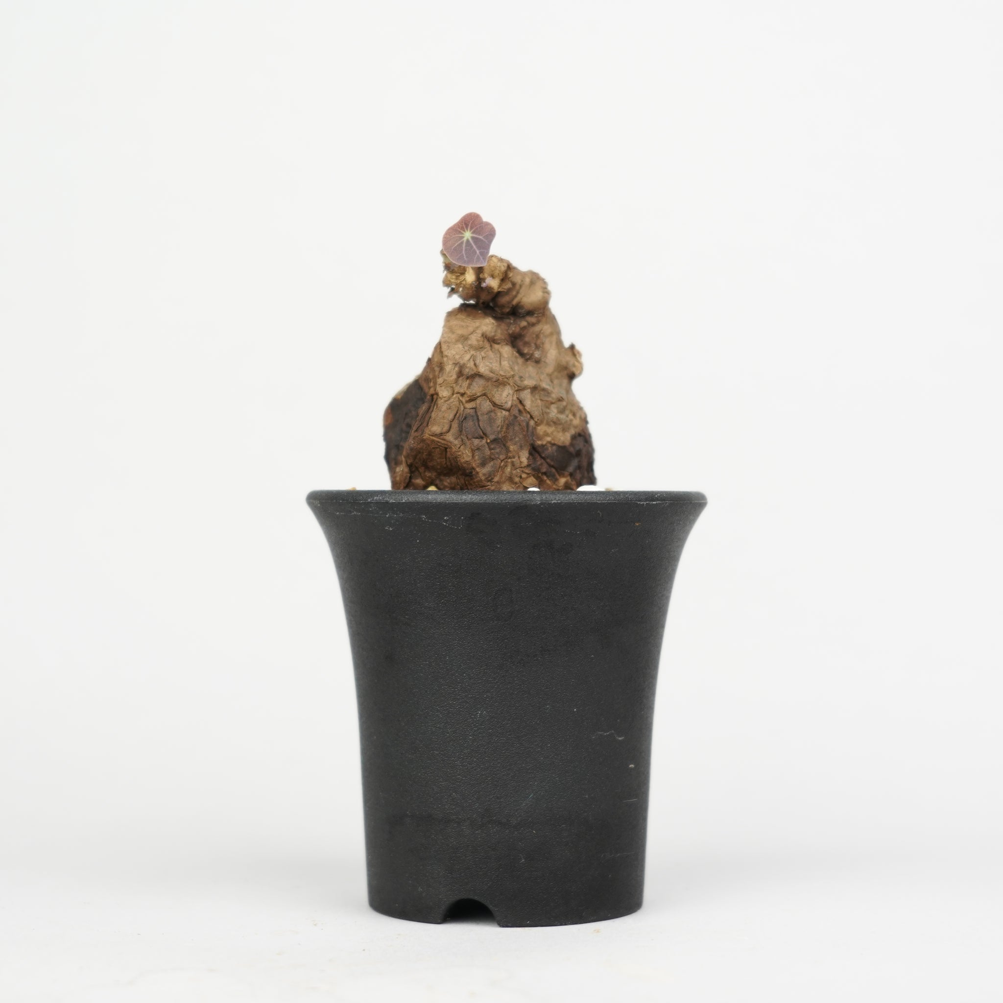 ステファニア・カウィーサキー「Stephania Kaweesakii 」/ST183