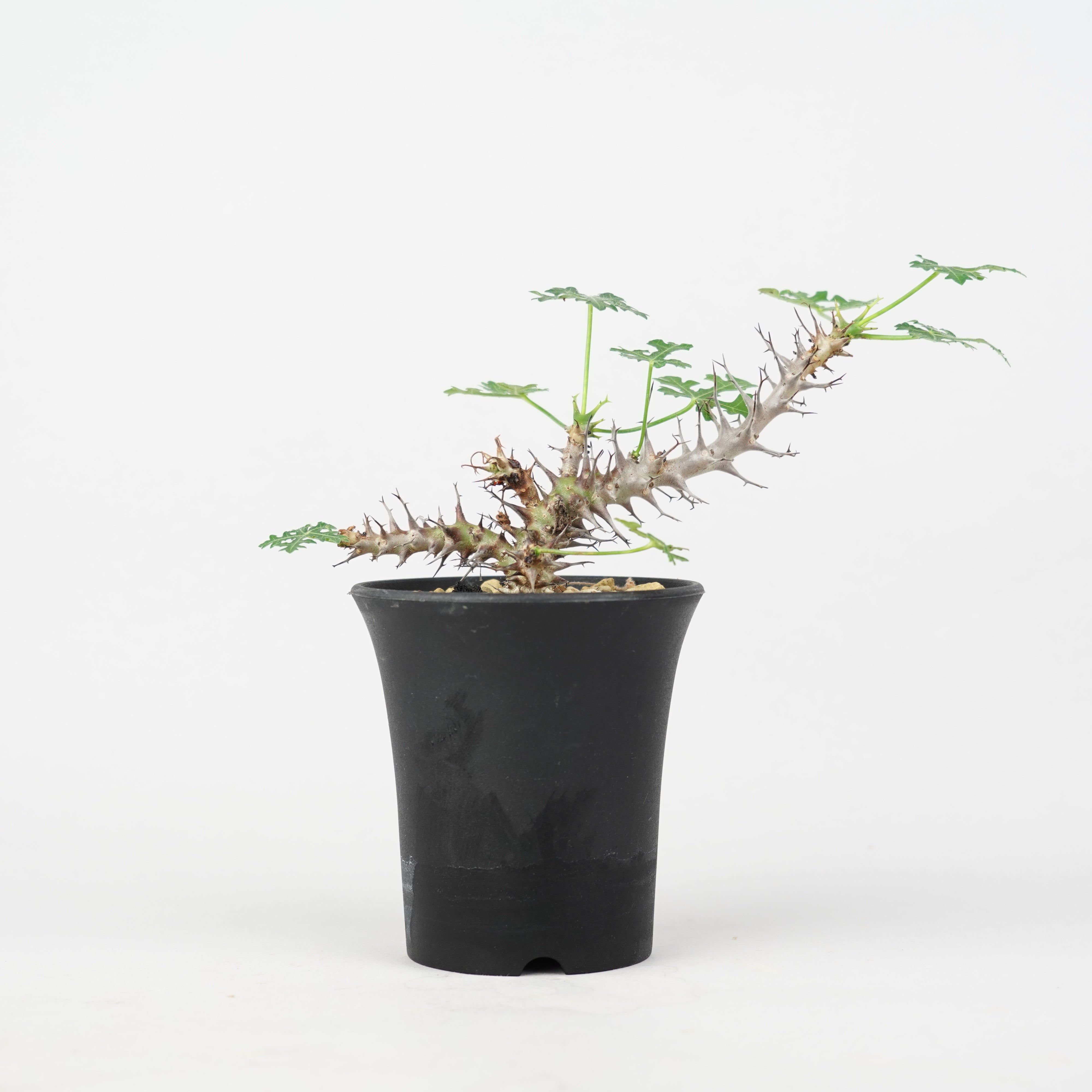 植物/ステファニア – Hachi-8