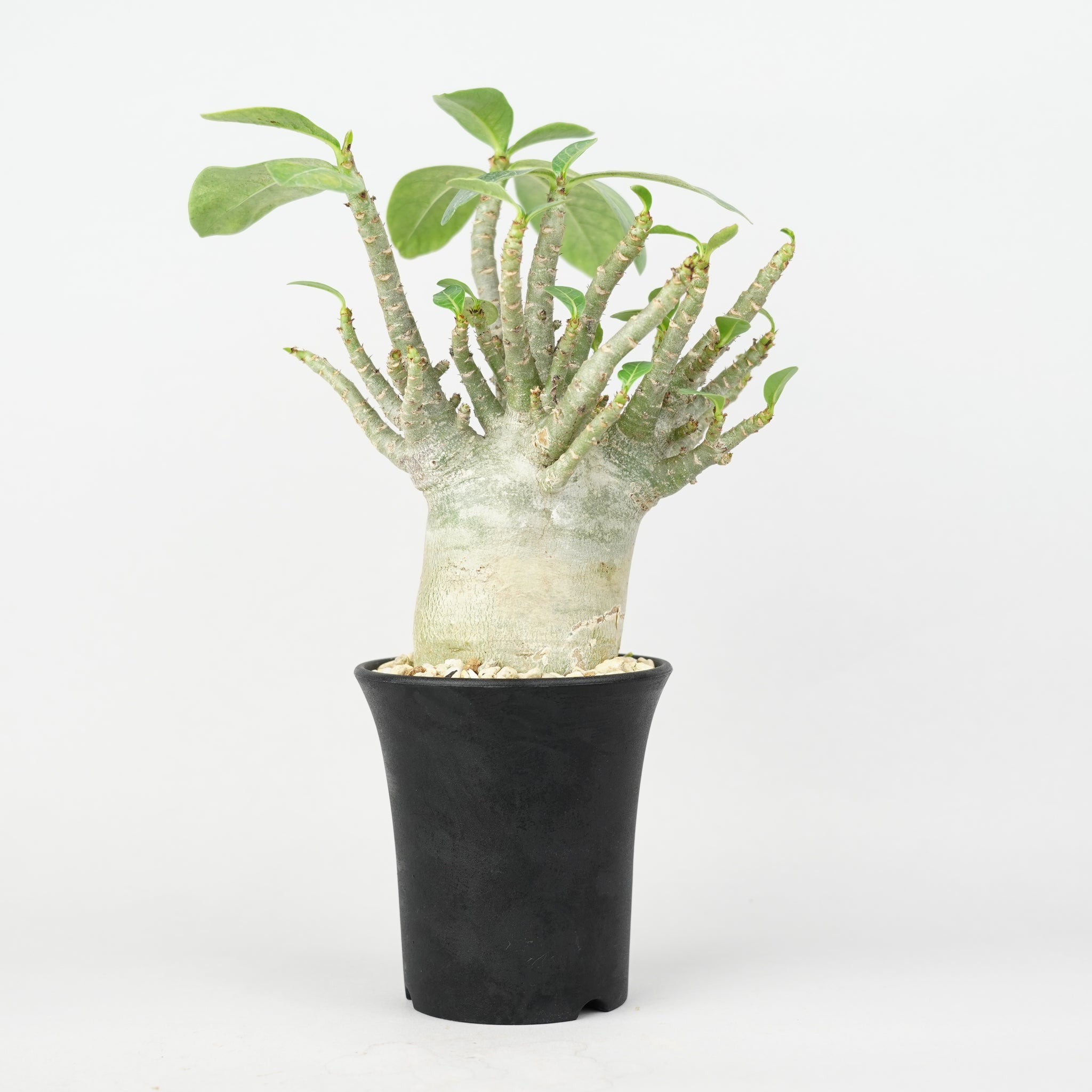 アデニウム・アラビカム「Adenium Arabicum」/ AD0660